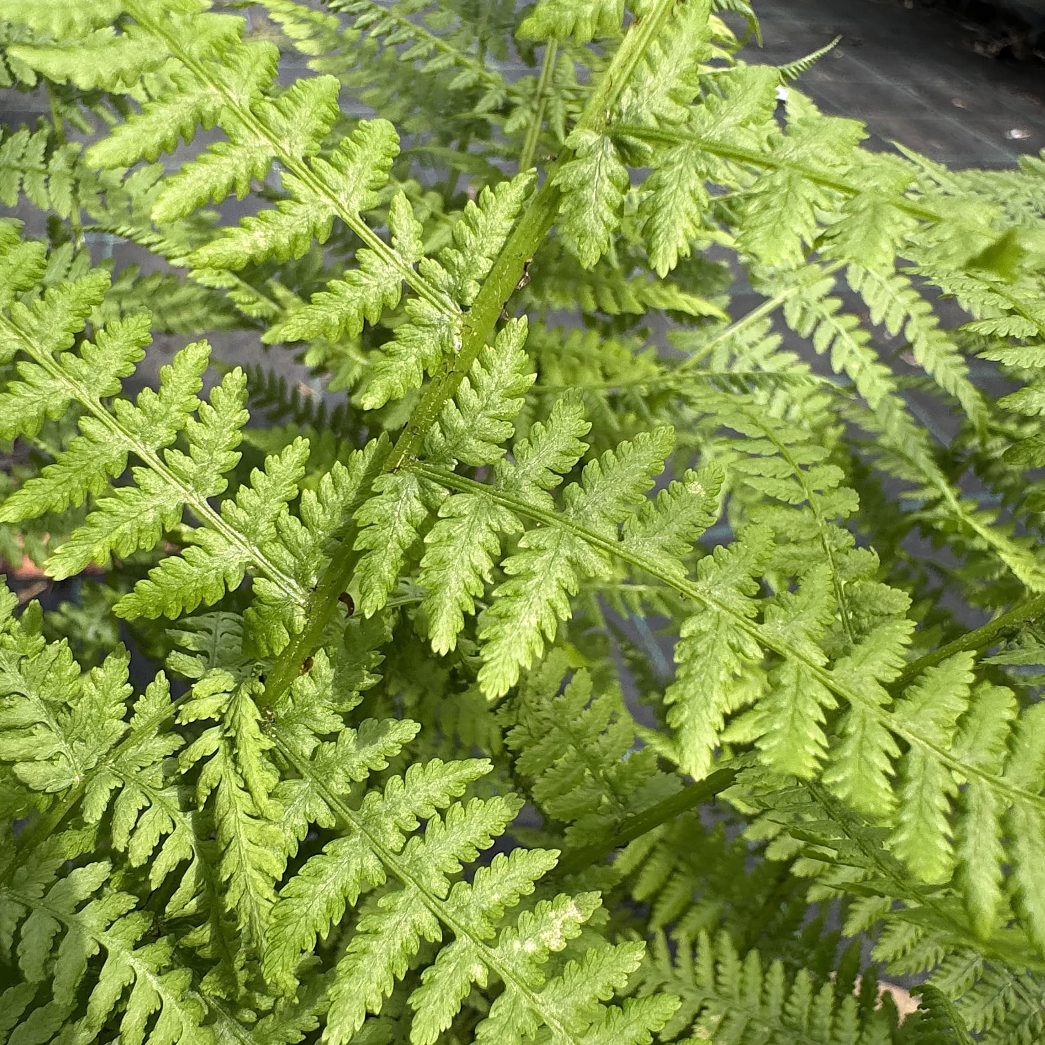 Athyrium filix-femina