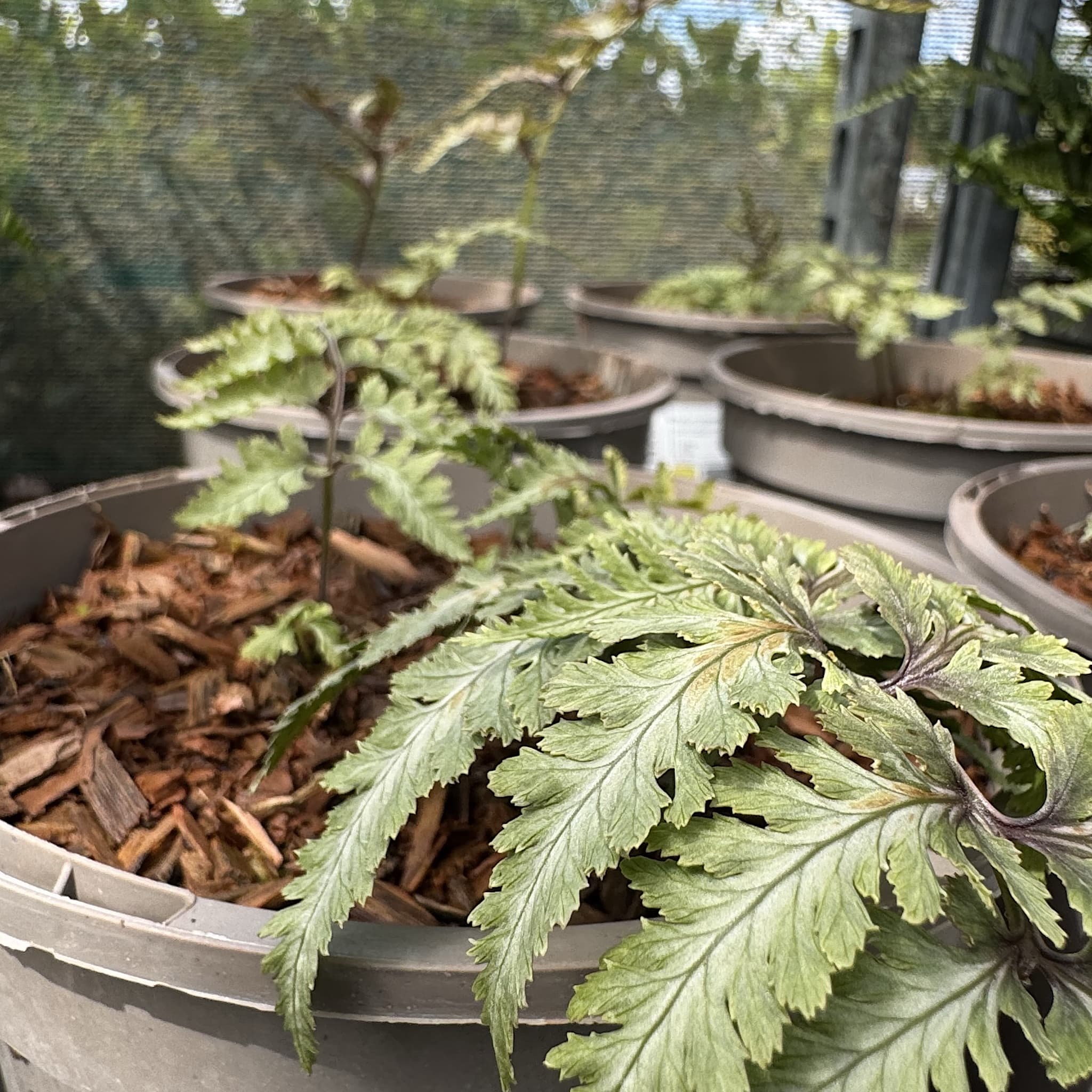 Athyrium niponicum var. pictum