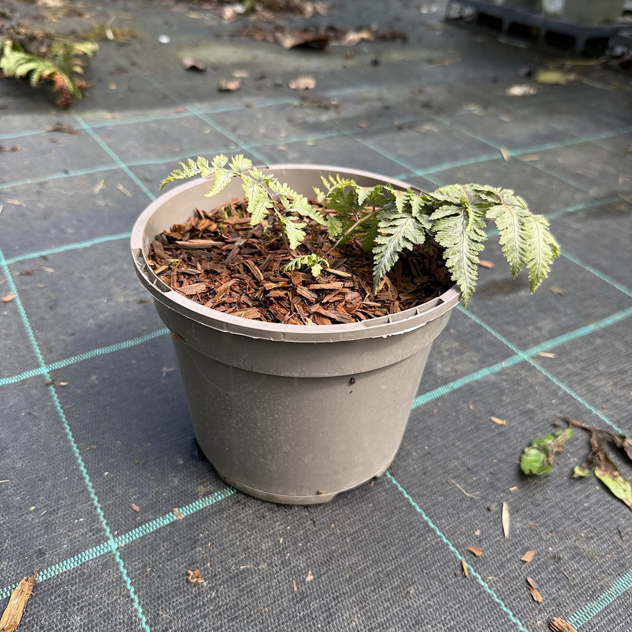 Athyrium niponicum var. pictum