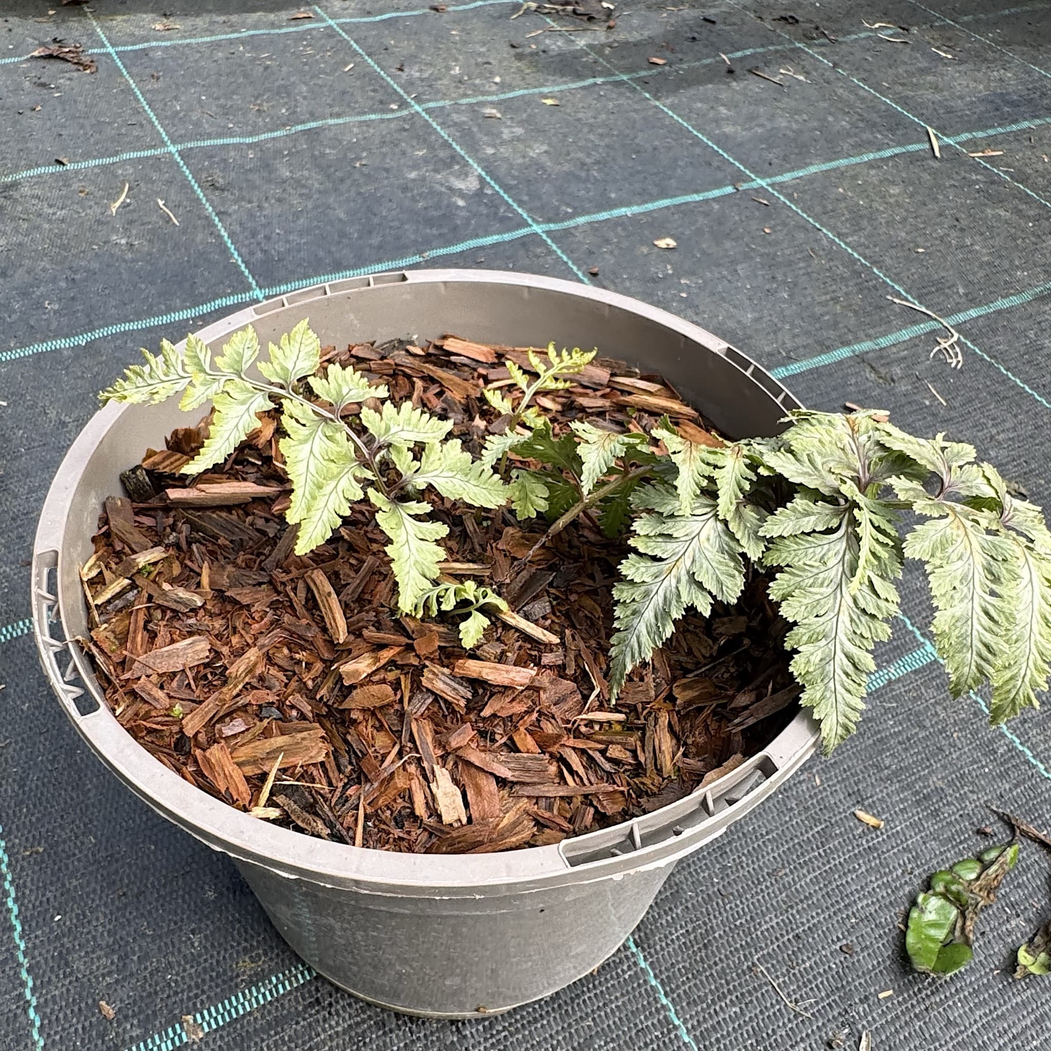 Athyrium niponicum var. pictum