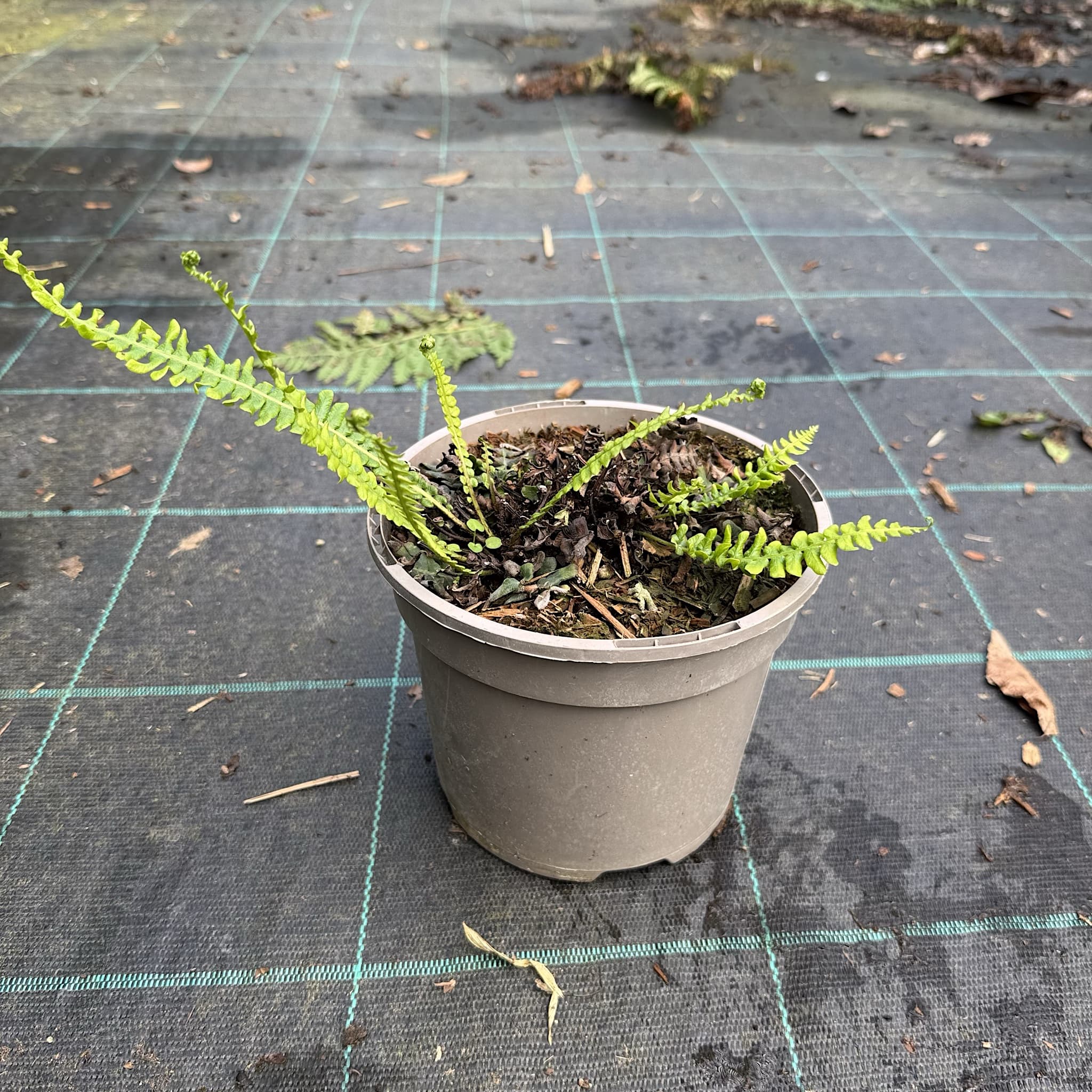 Blechnum spicant