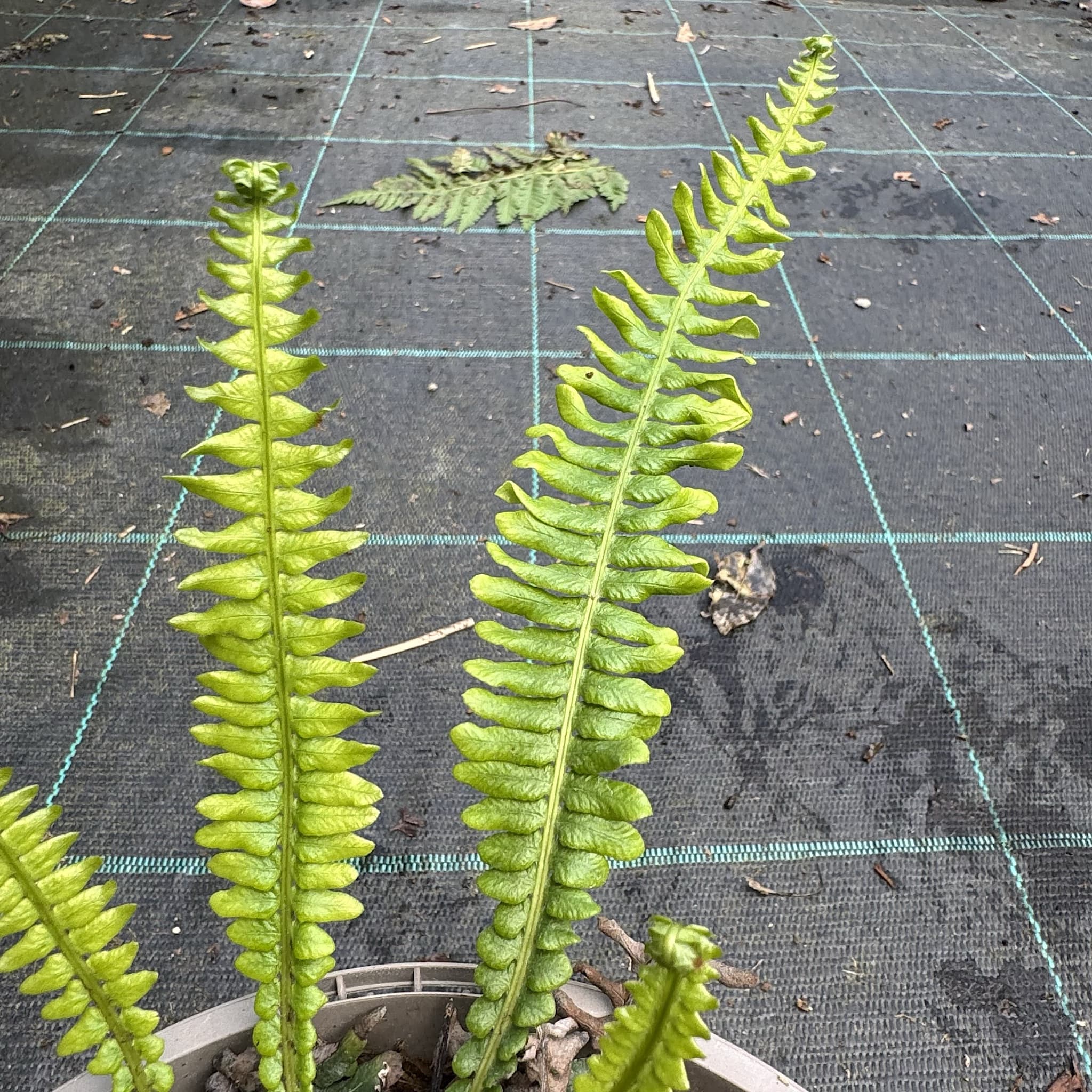Blechnum spicant