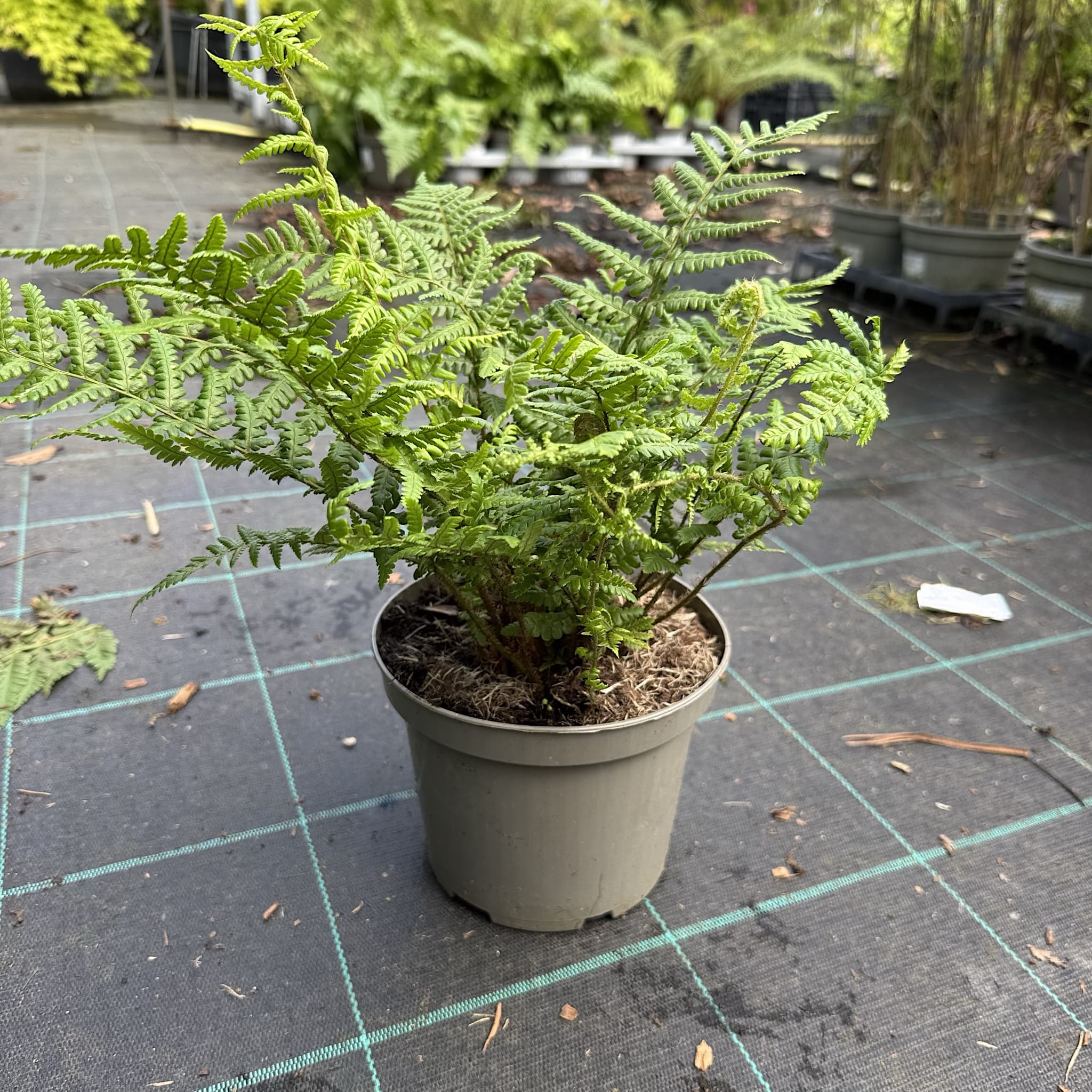 Dryopteris affinis