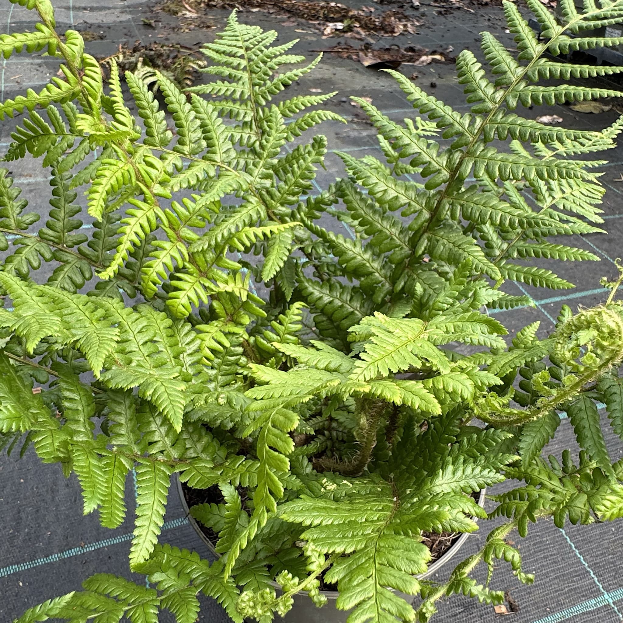 Dryopteris affinis