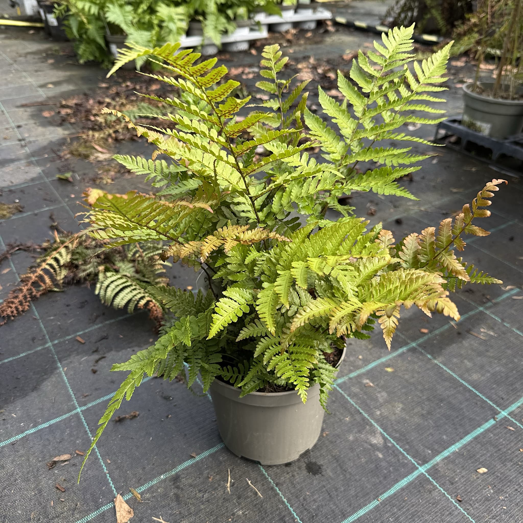 Dryopteris erythrosora