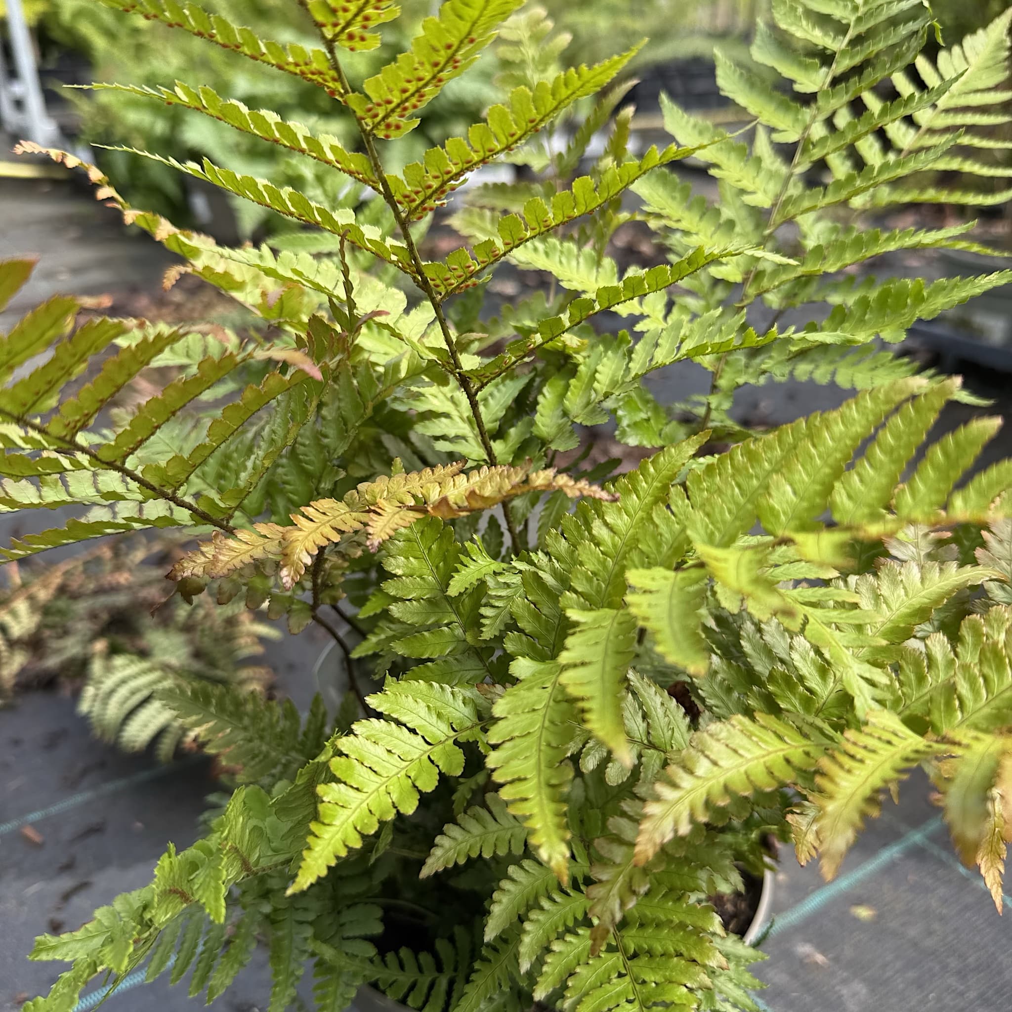 Dryopteris erythrosora