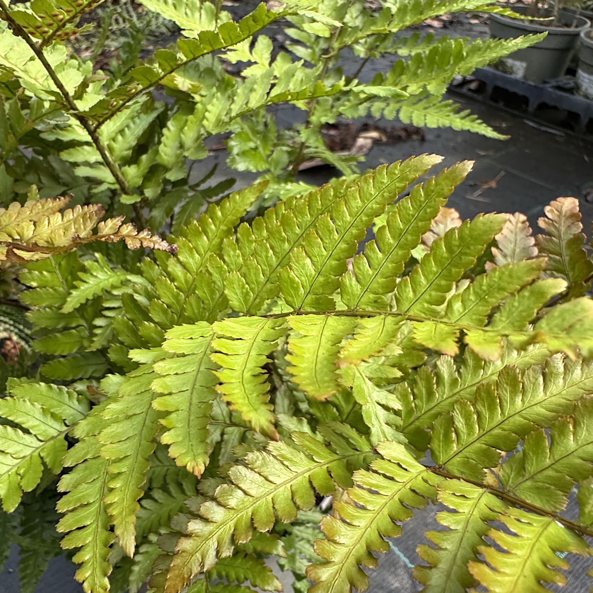 Dryopteris erythrosora