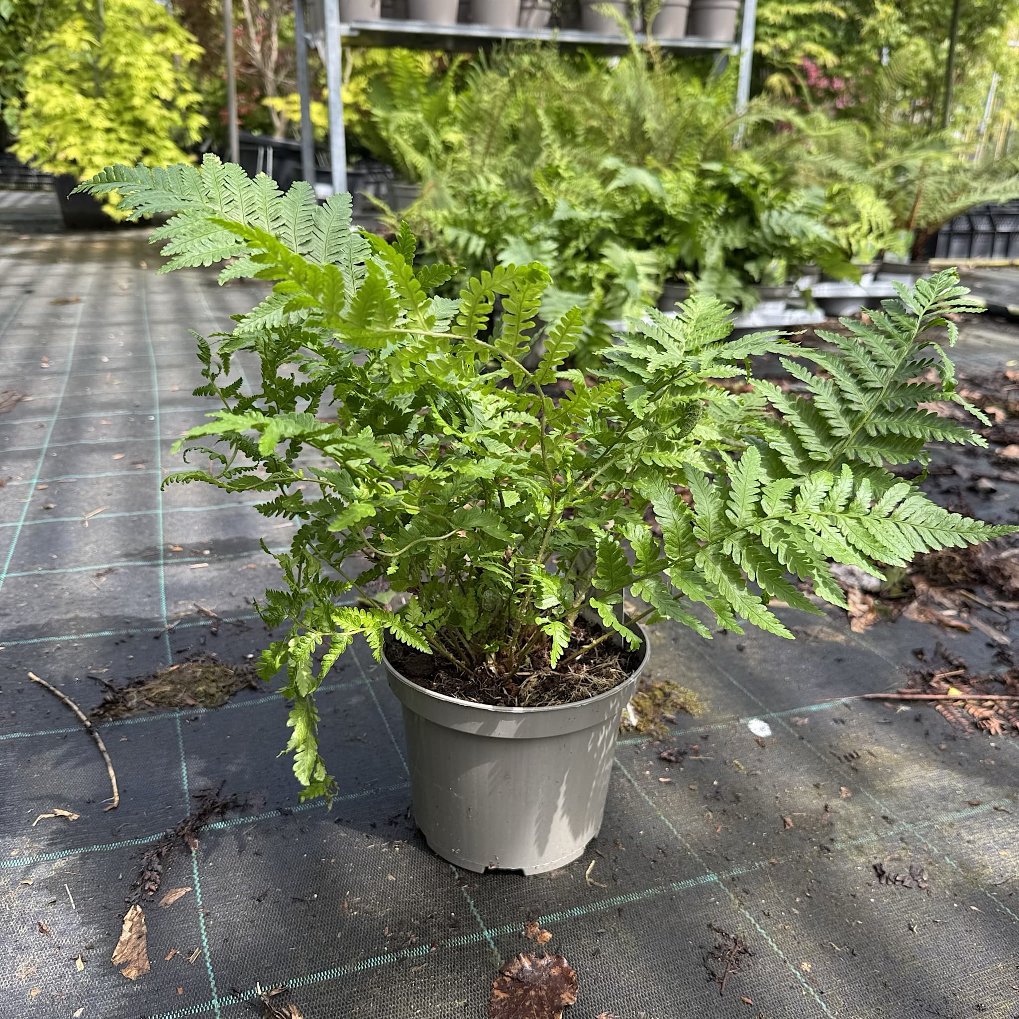 Dryopteris filix-mas