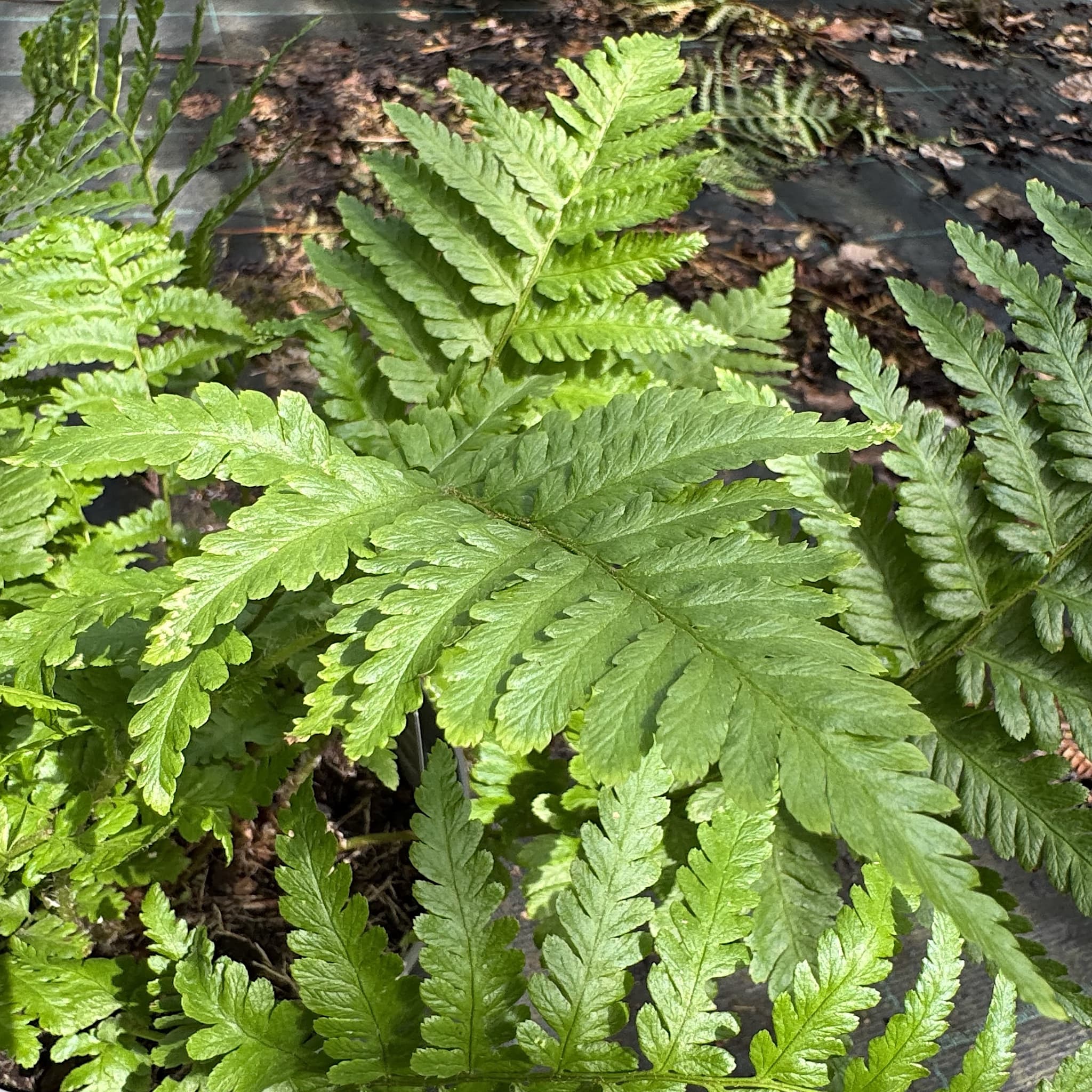 Dryopteris filix-mas
