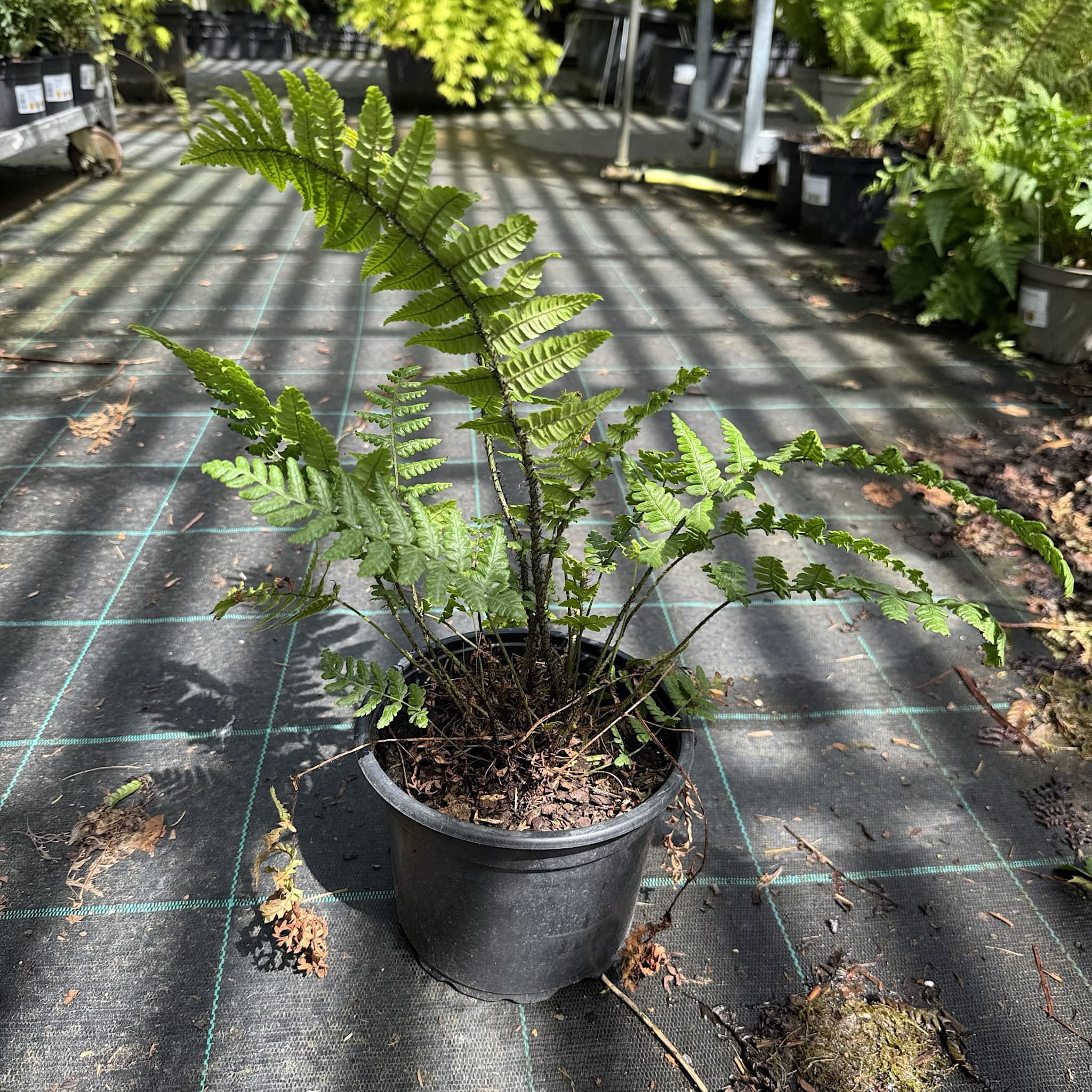 Dryopteris wallichiana