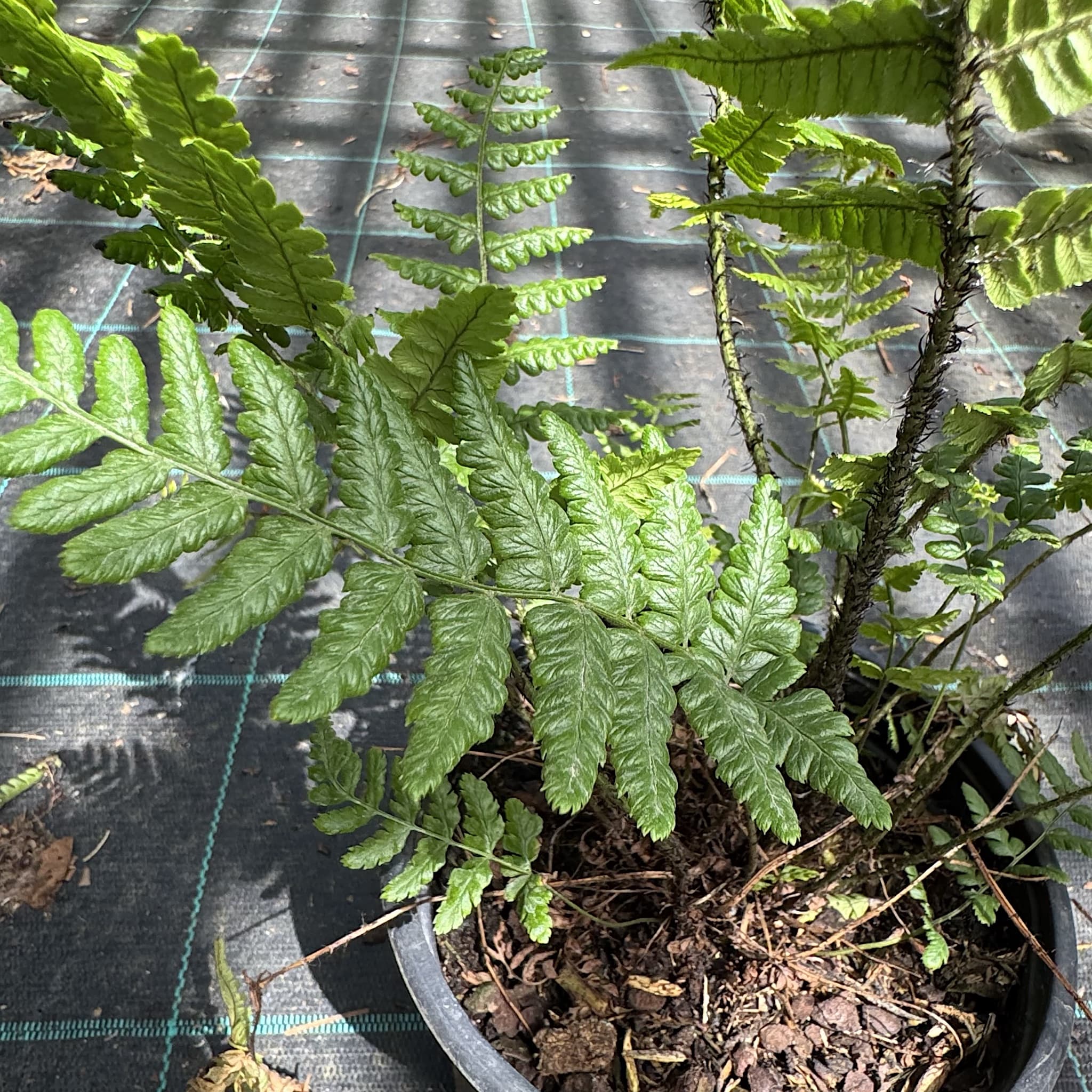 Dryopteris wallichiana