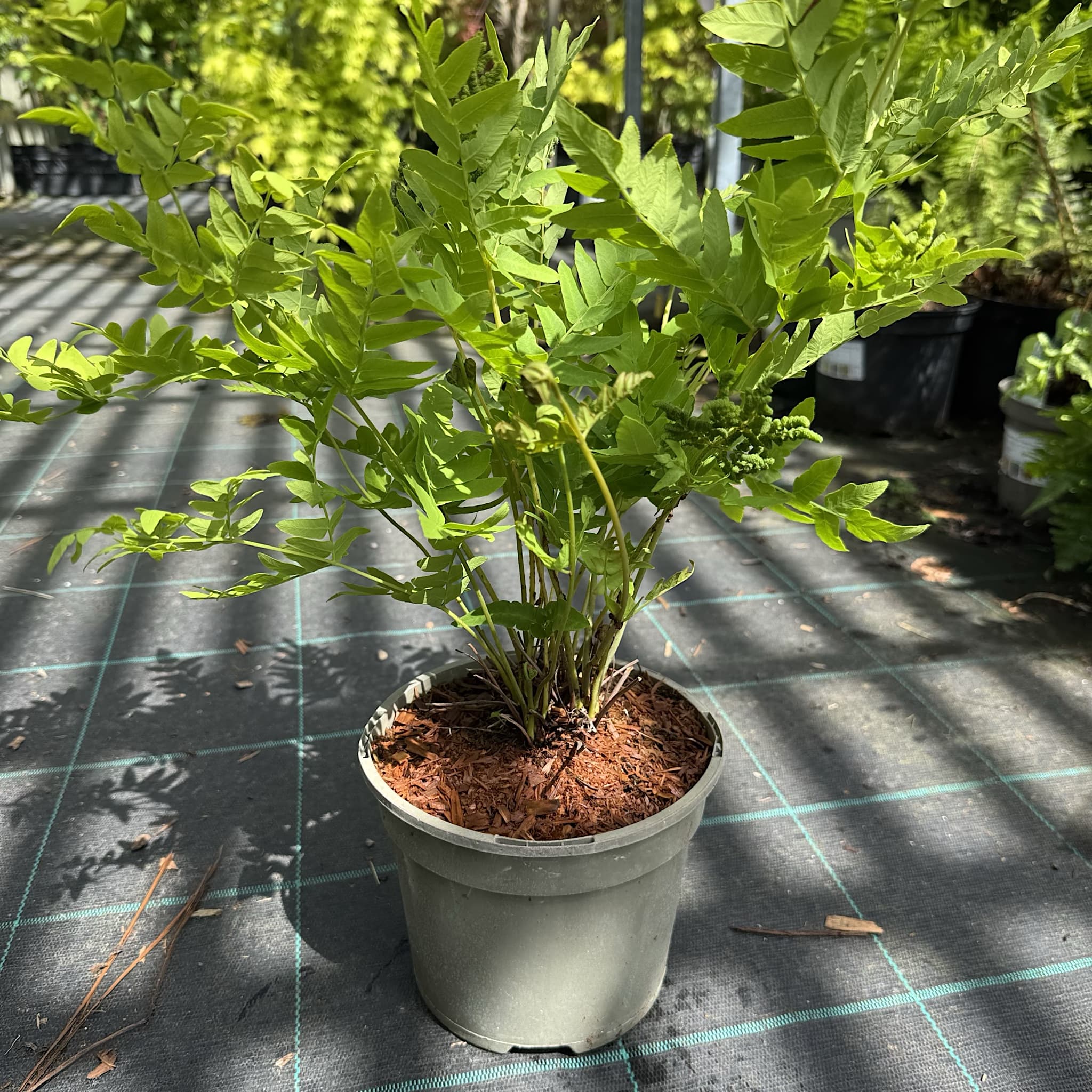 Osmunda regalis