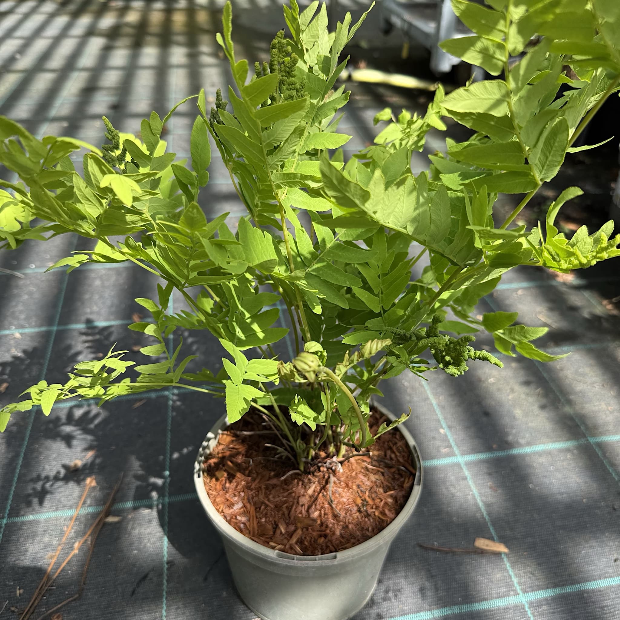 Osmunda regalis