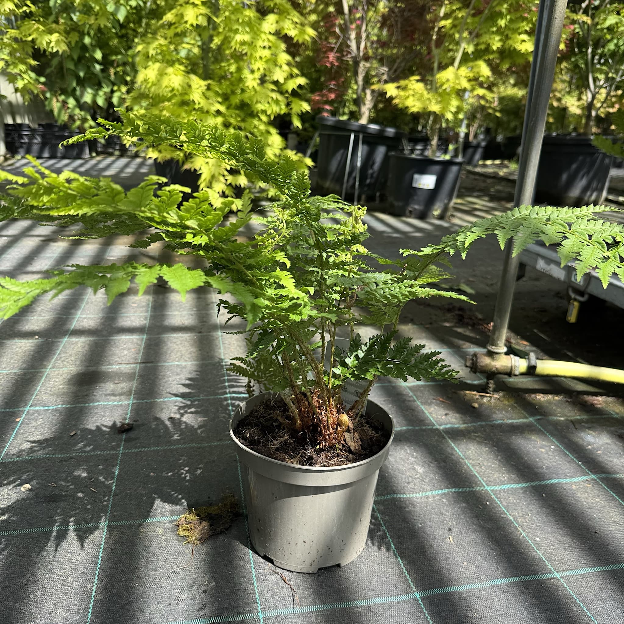 Polystichum setiferum