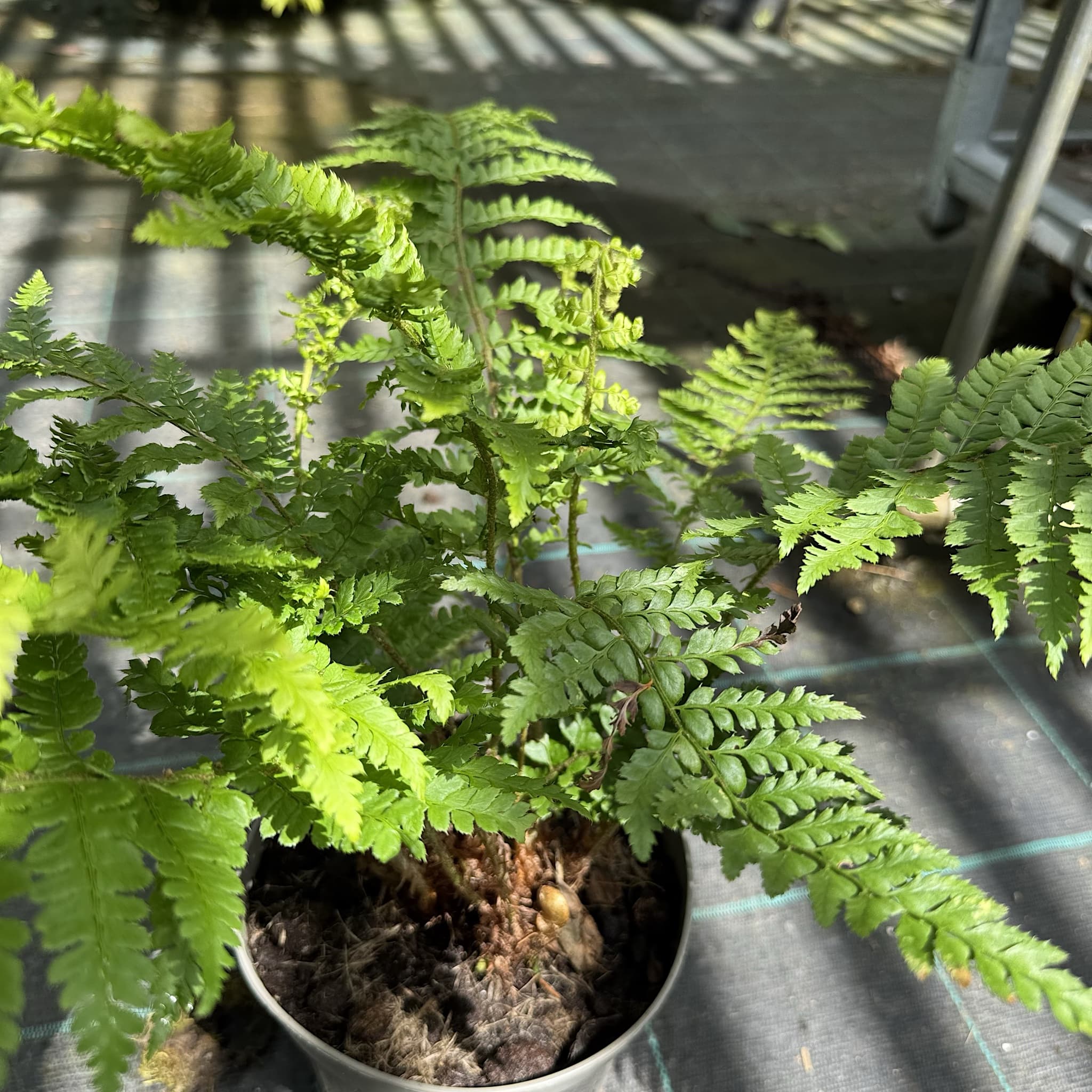Polystichum setiferum