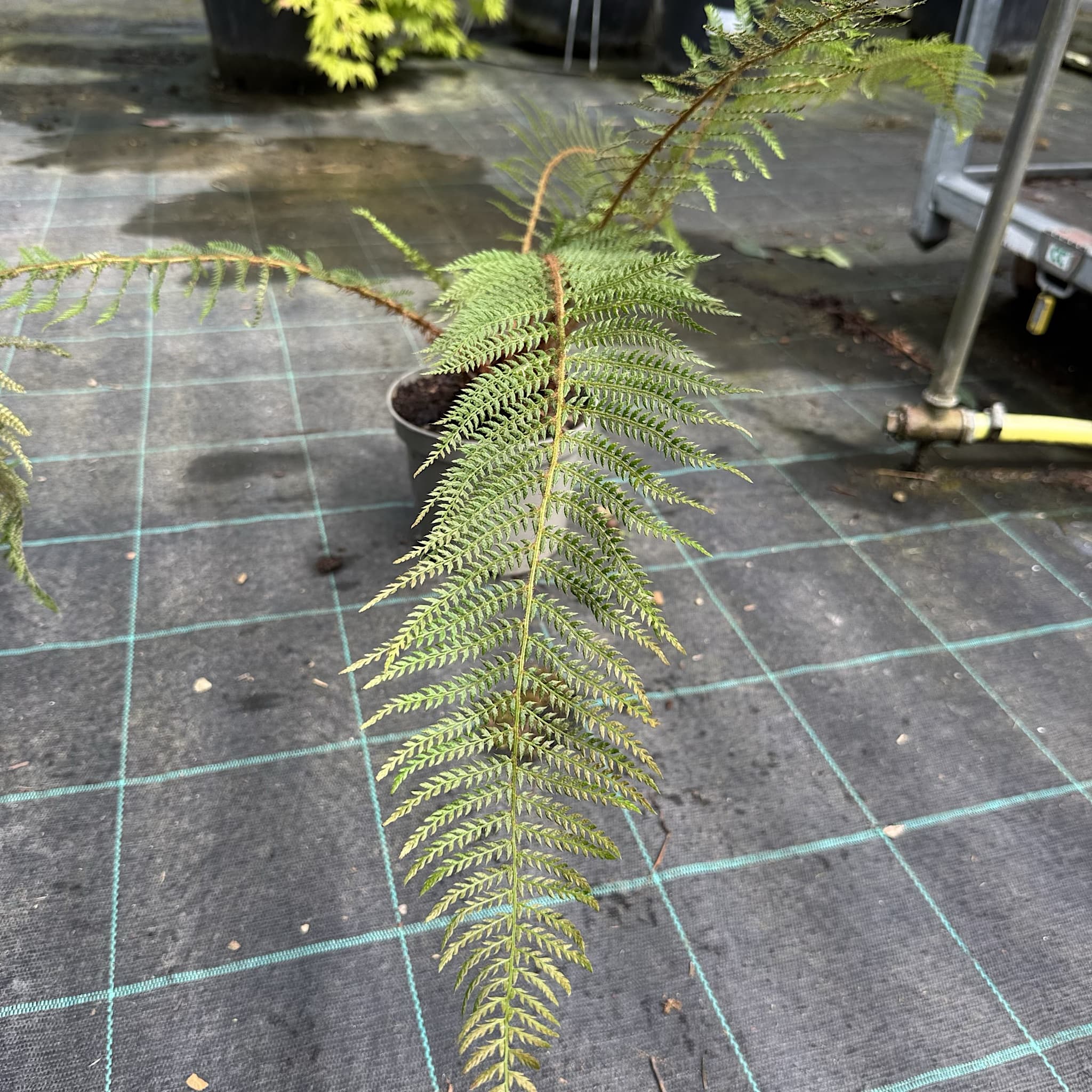 Polystichum setiferum 'Herrenhausen'