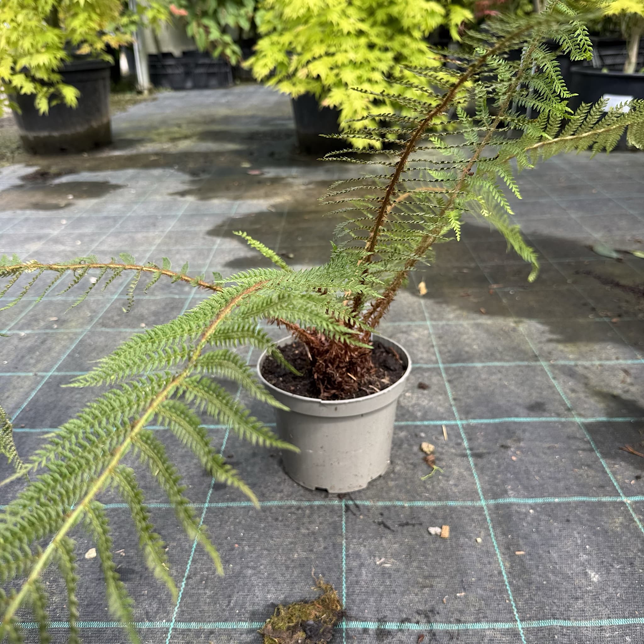 Polystichum setiferum 'Herrenhausen'