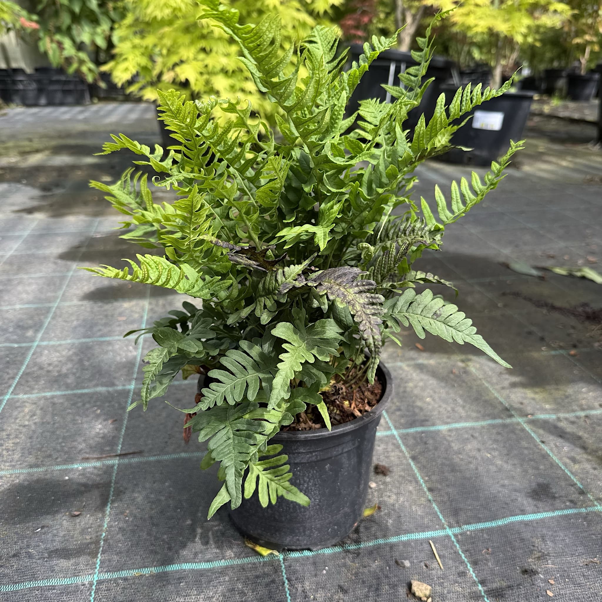 Polypodium vulgare