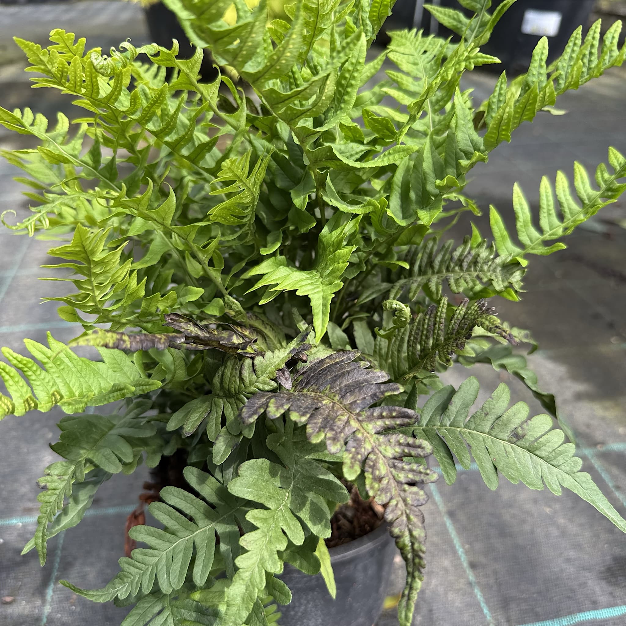 Polypodium vulgare