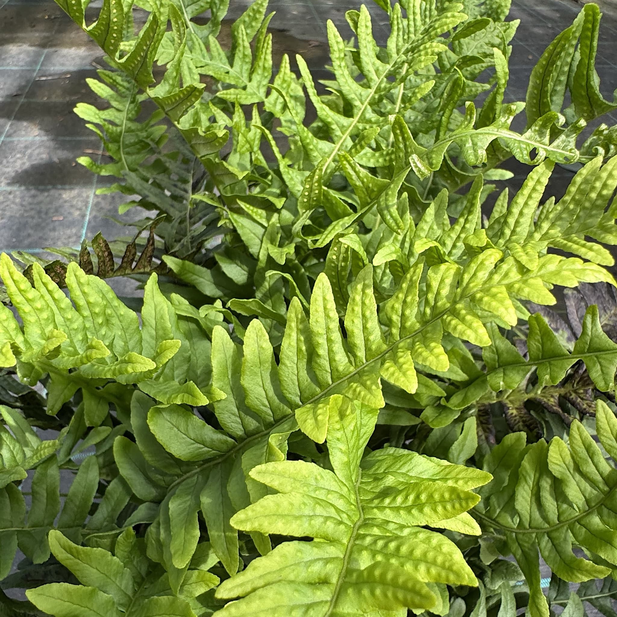 Polypodium vulgare