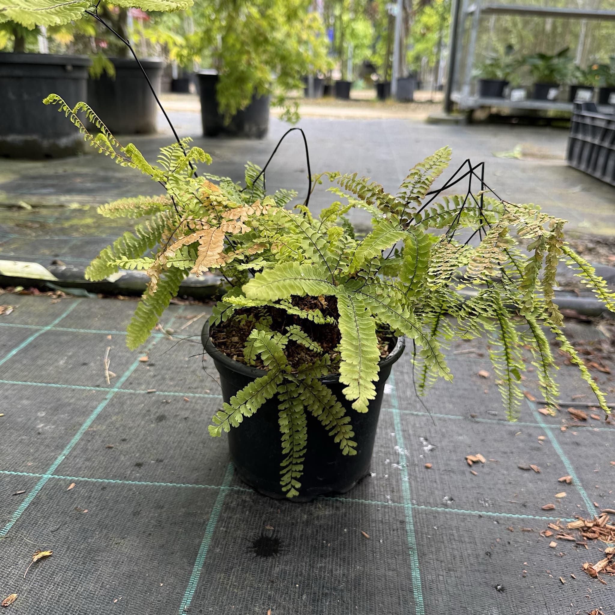 Adiantum pedatum 'Imbricatum'
