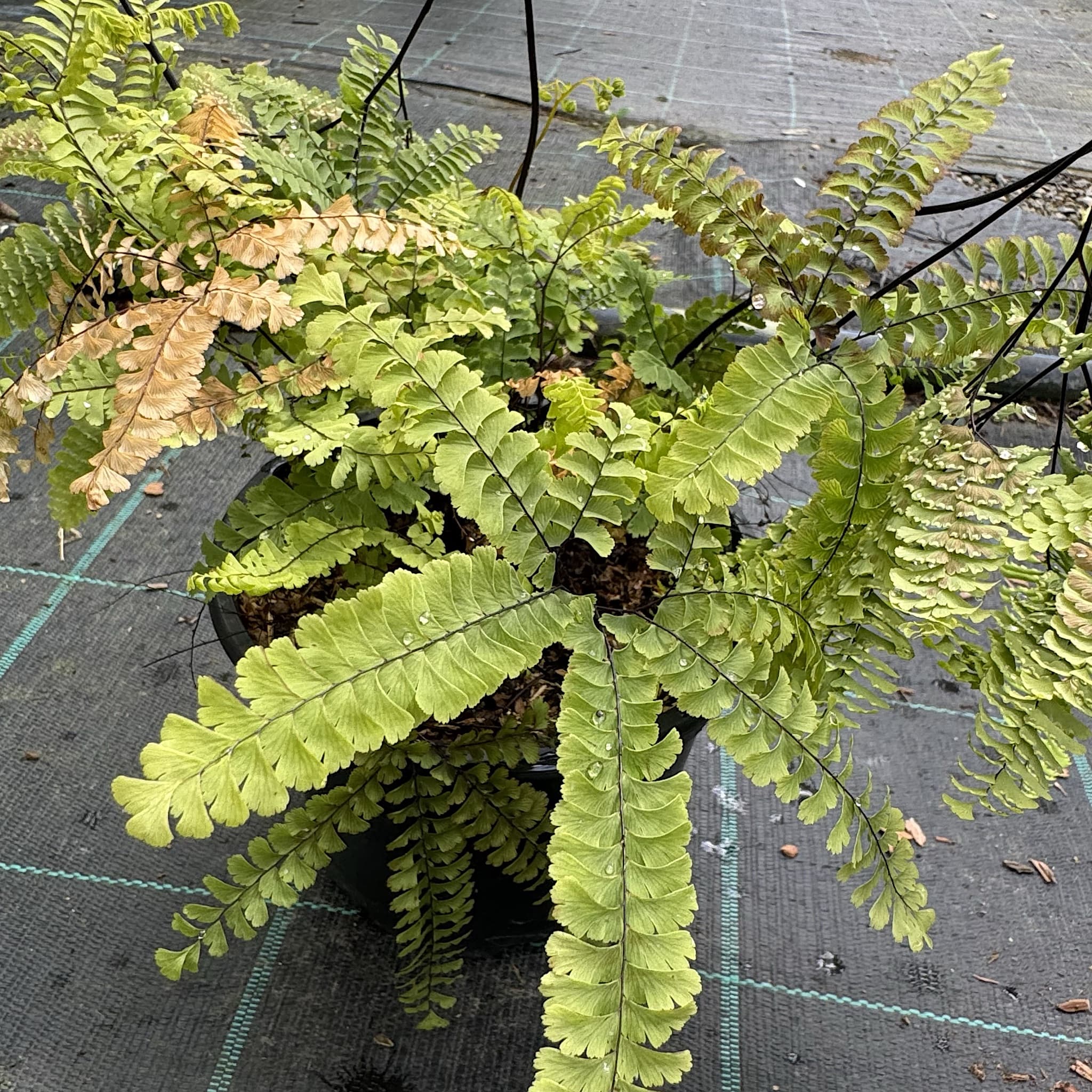 Adiantum pedatum 'Imbricatum'