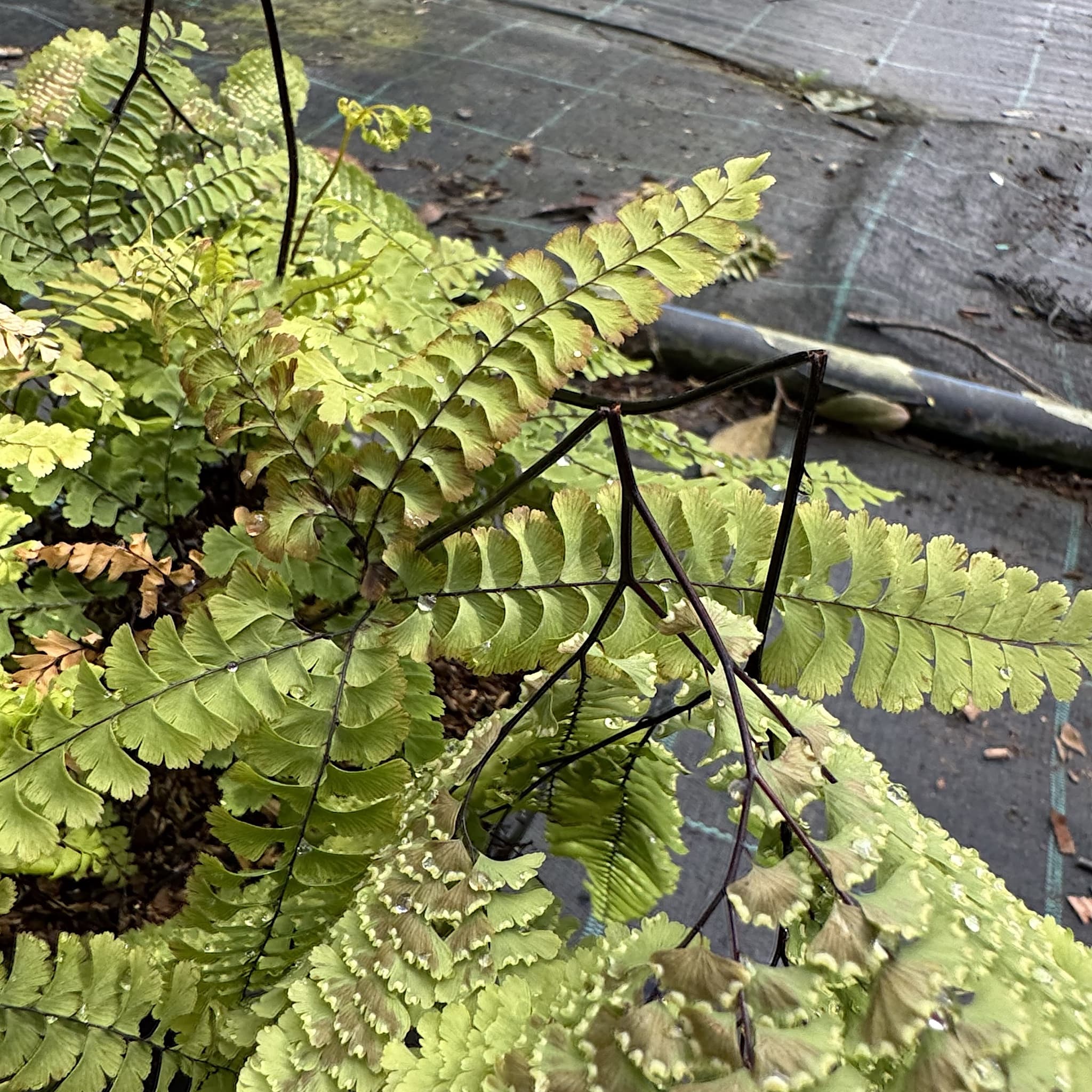 Adiantum pedatum 'Imbricatum'