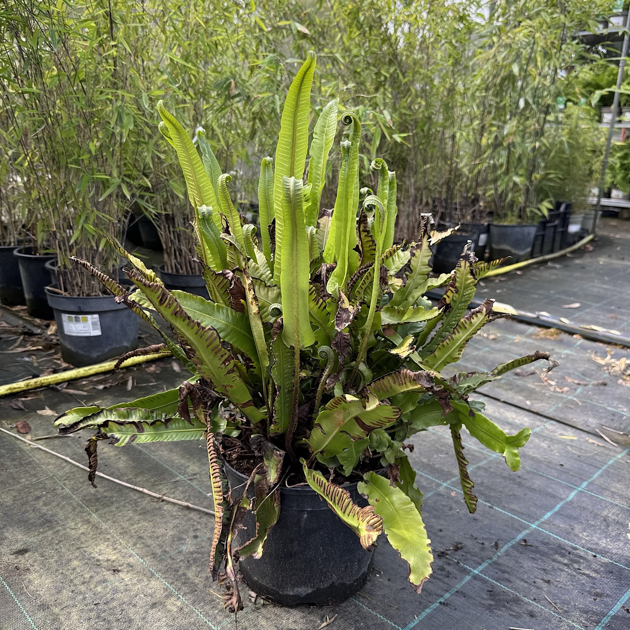 Asplenium scolopendrium
