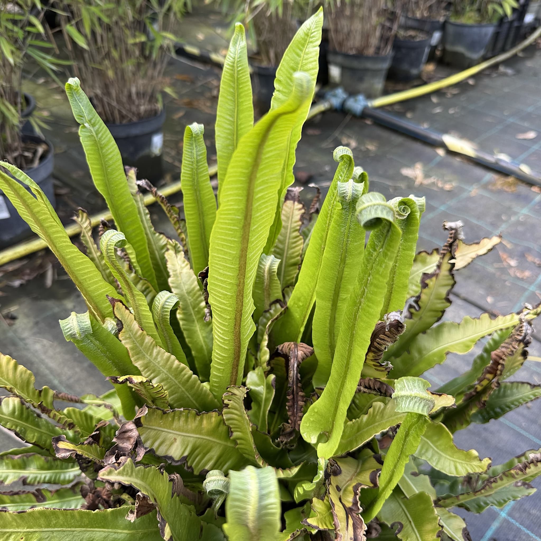 Asplenium scolopendrium