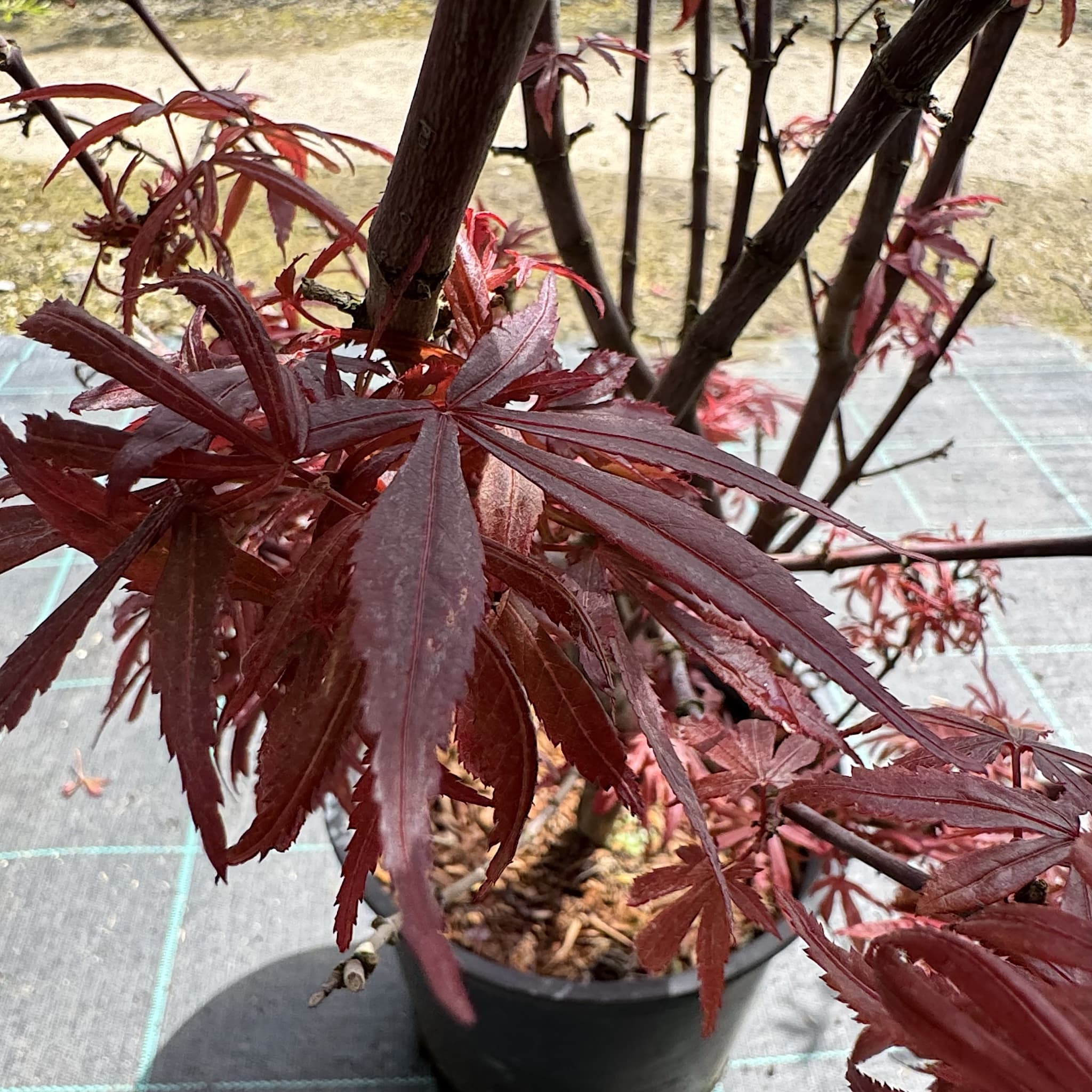 Acer palm. 'Shaina'
