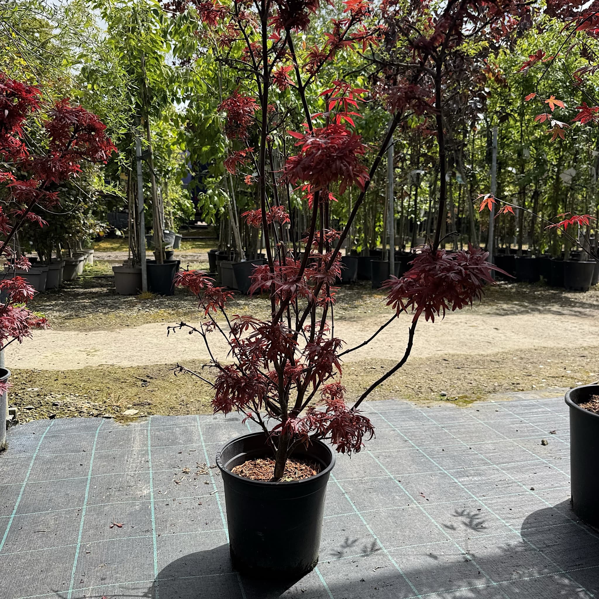 Acer palm. 'Shaina'