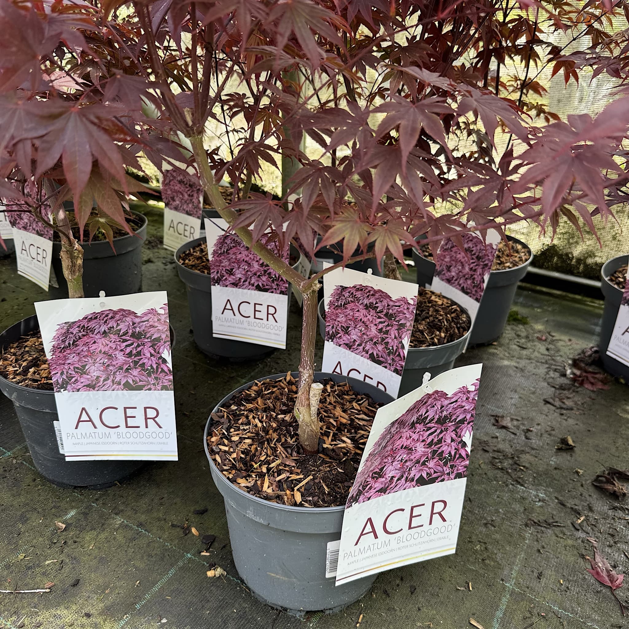 Acer palmatum 'Bloodgood'
