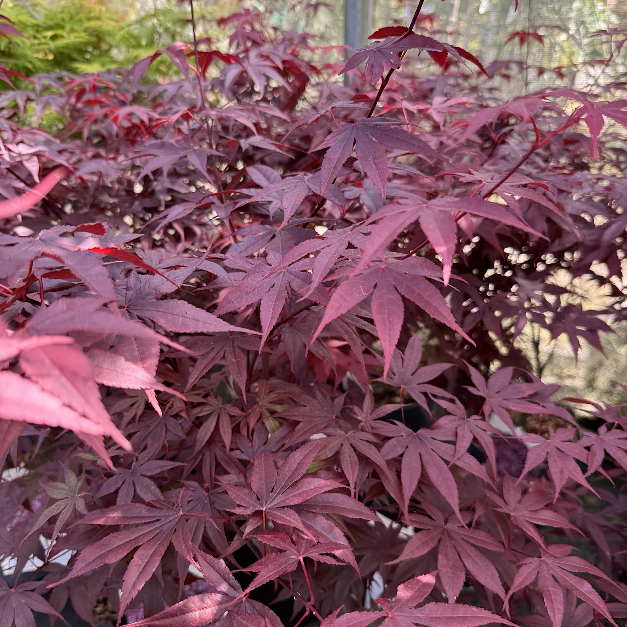 Acer palmatum 'Bloodgood'