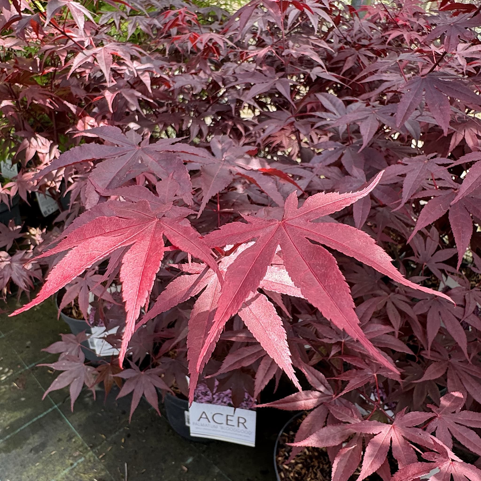 Acer palmatum 'Bloodgood'