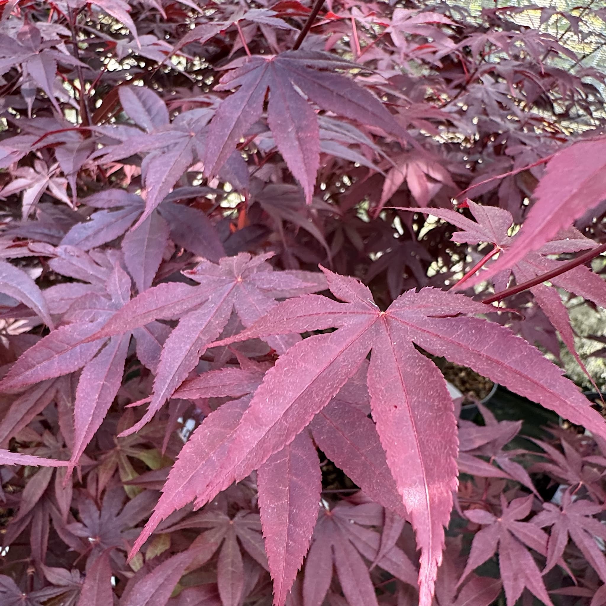 Acer palmatum 'Bloodgood'