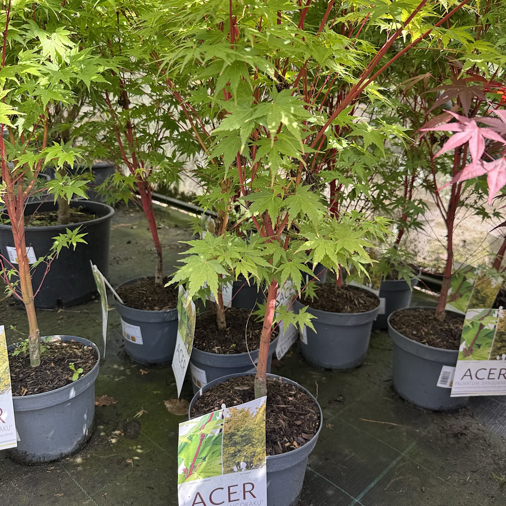 Acer palm. ‘Sango-kaku'