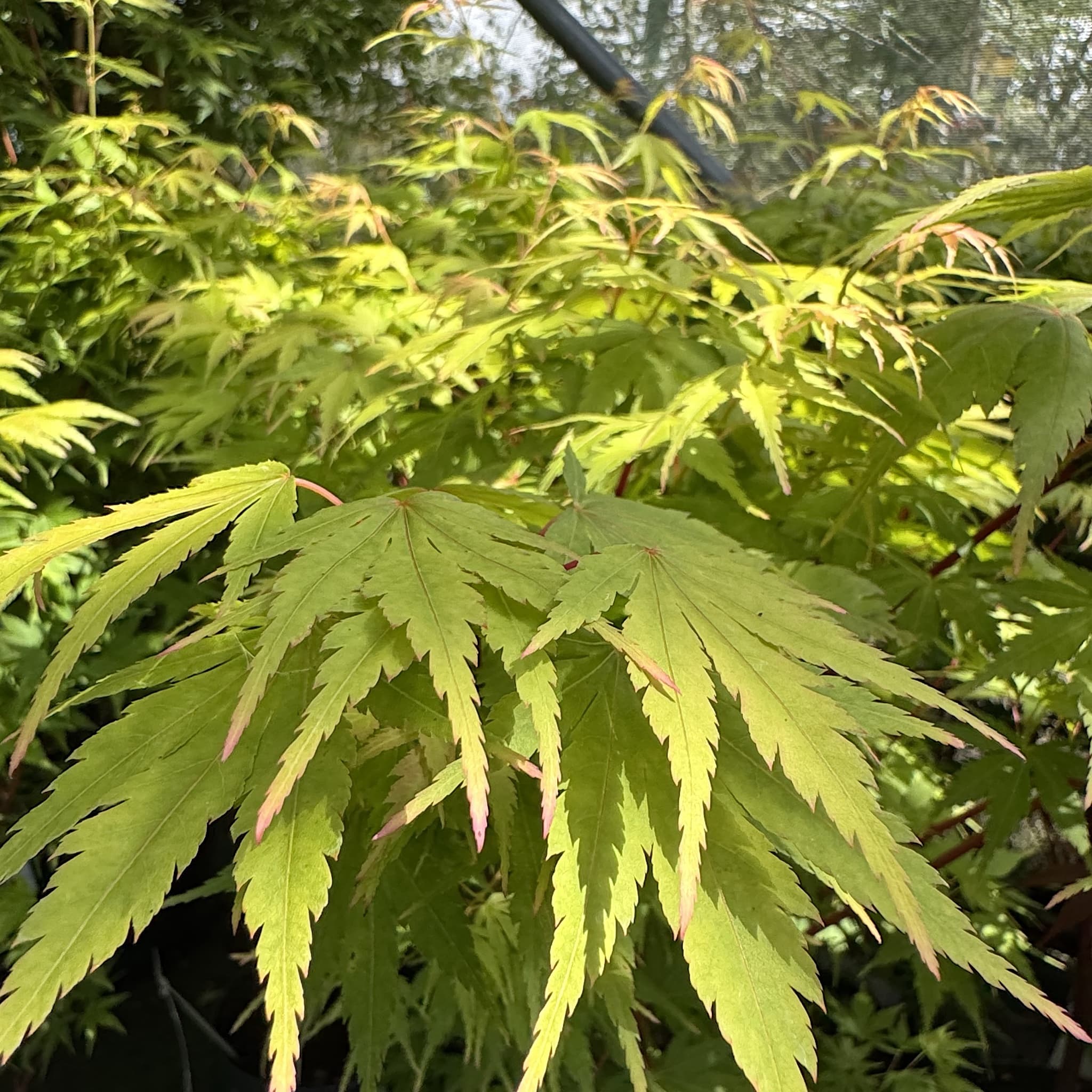 Acer palm. ‘Sango-kaku'