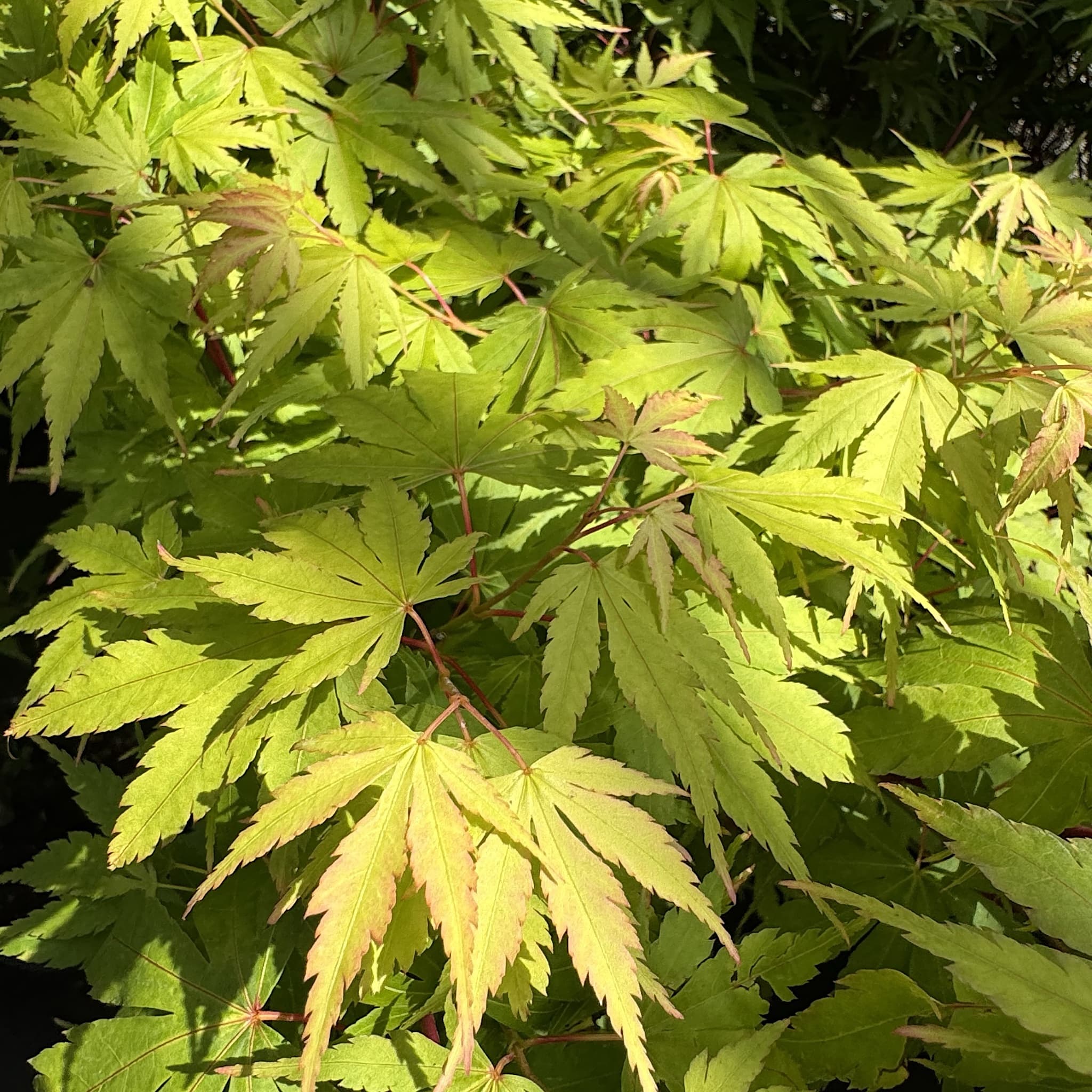 Acer palm. ‘Sango-kaku'