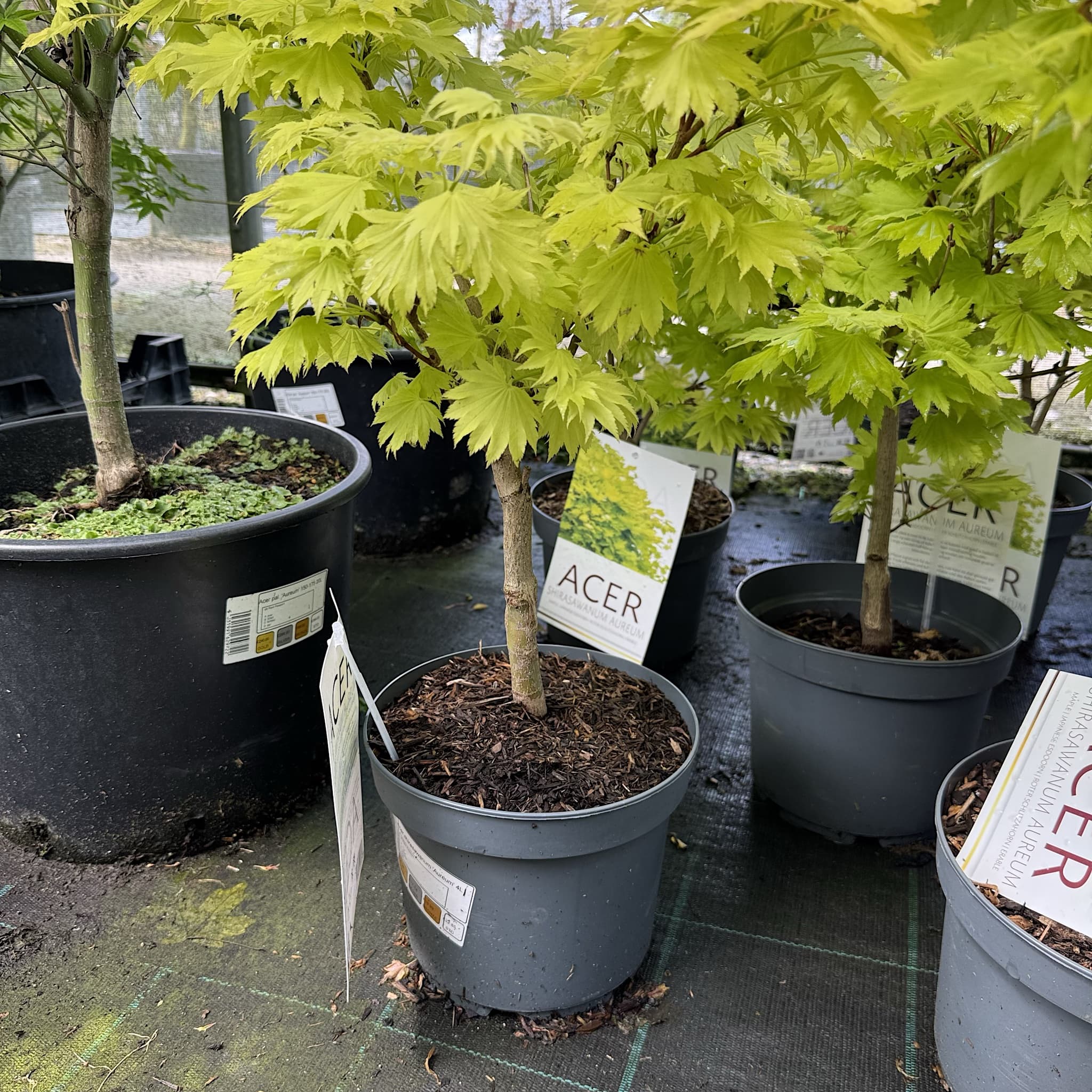 Acer shirasawanum 'Aureum'