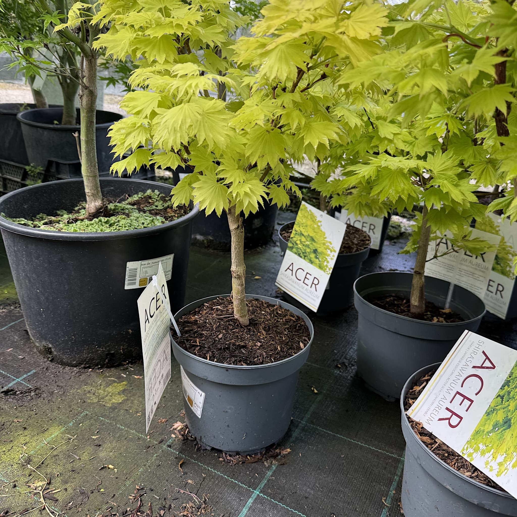 Acer shirasawanum 'Aureum'