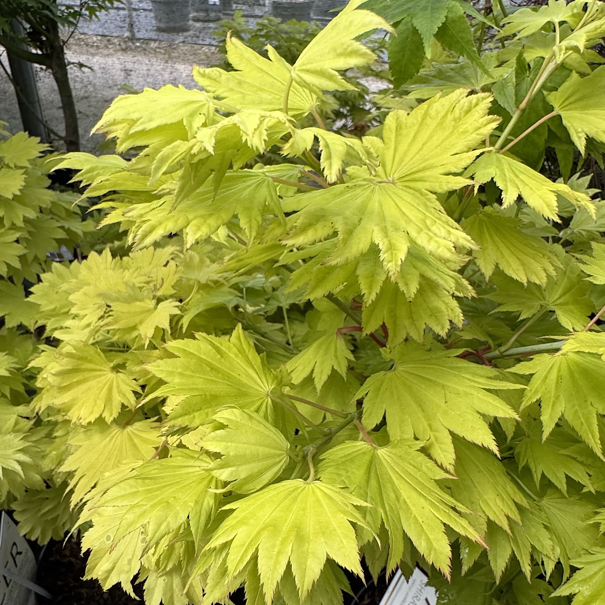 Acer shirasawanum 'Aureum'