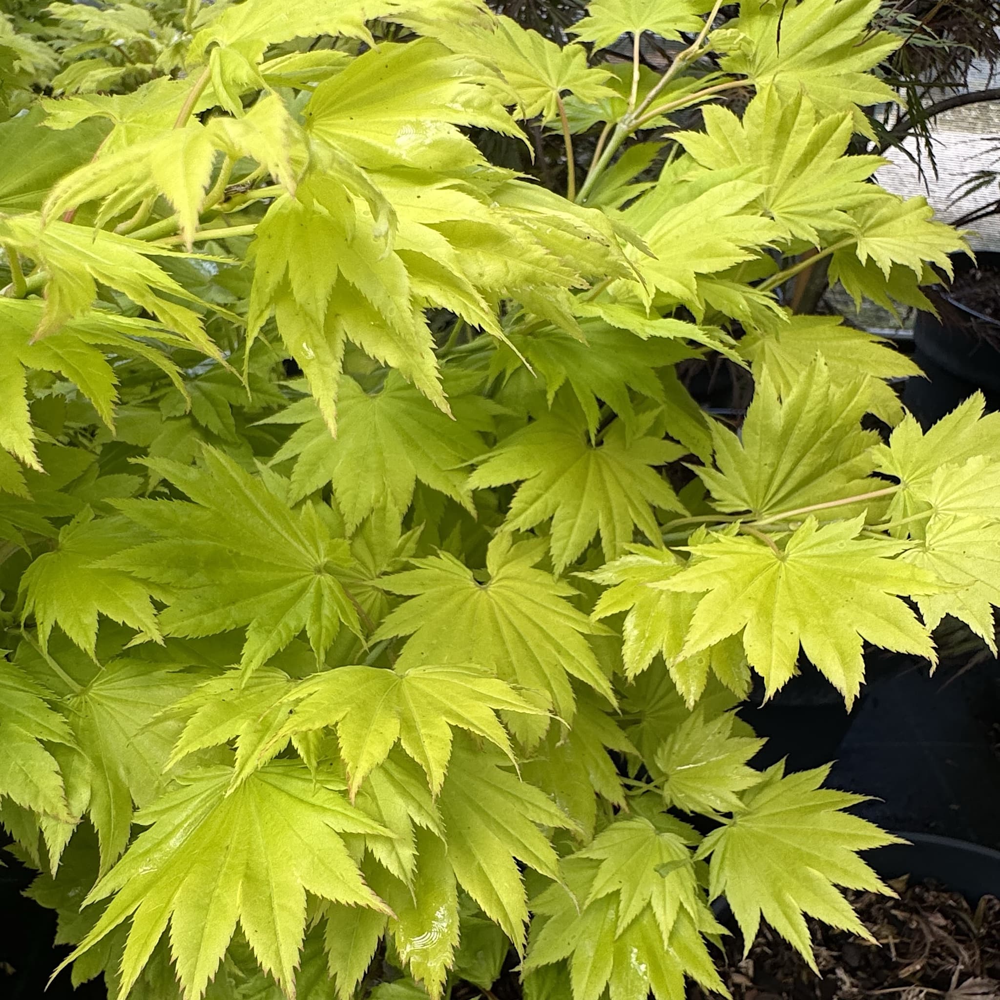 Acer shirasawanum 'Aureum'