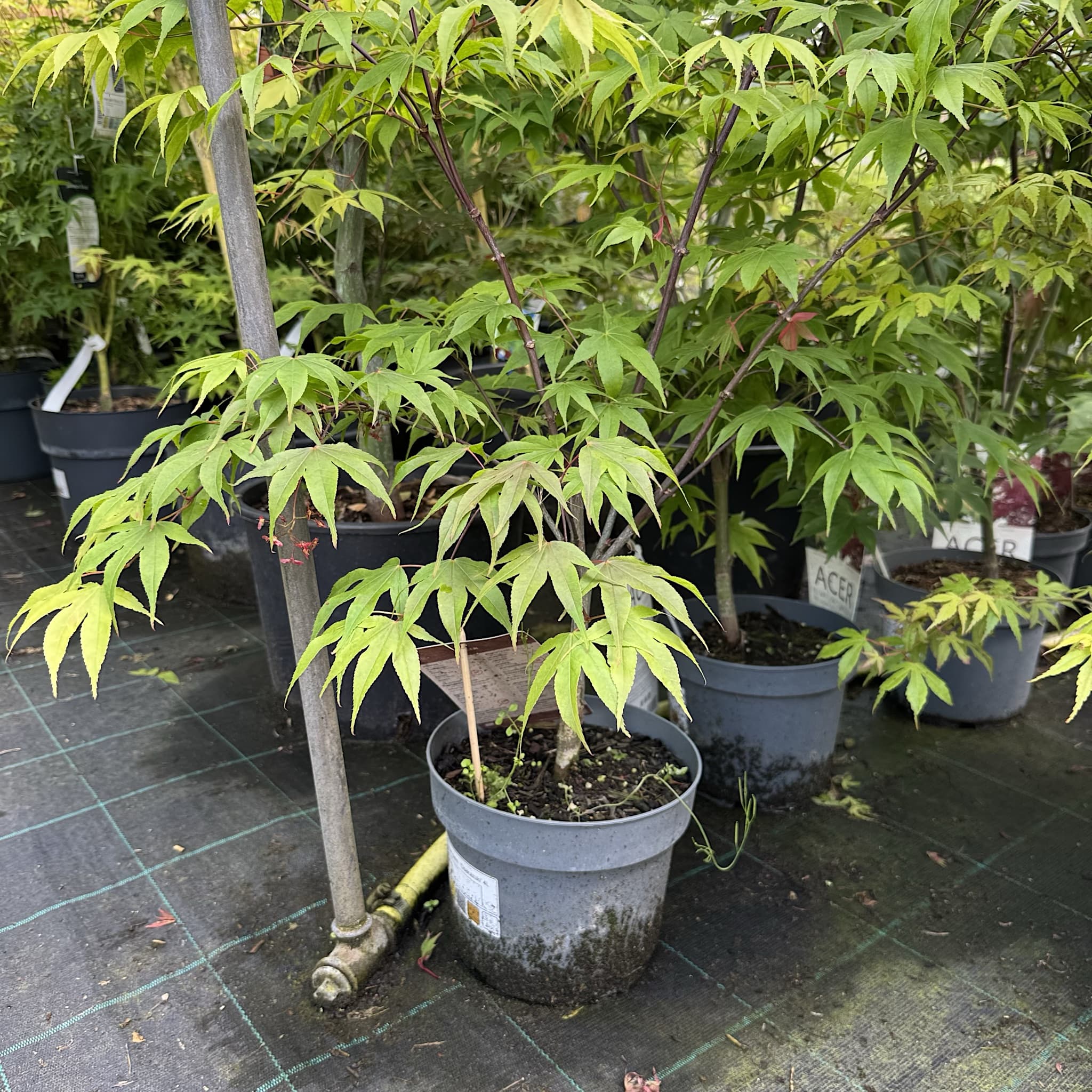 Acer palm. 'Osakazuki'