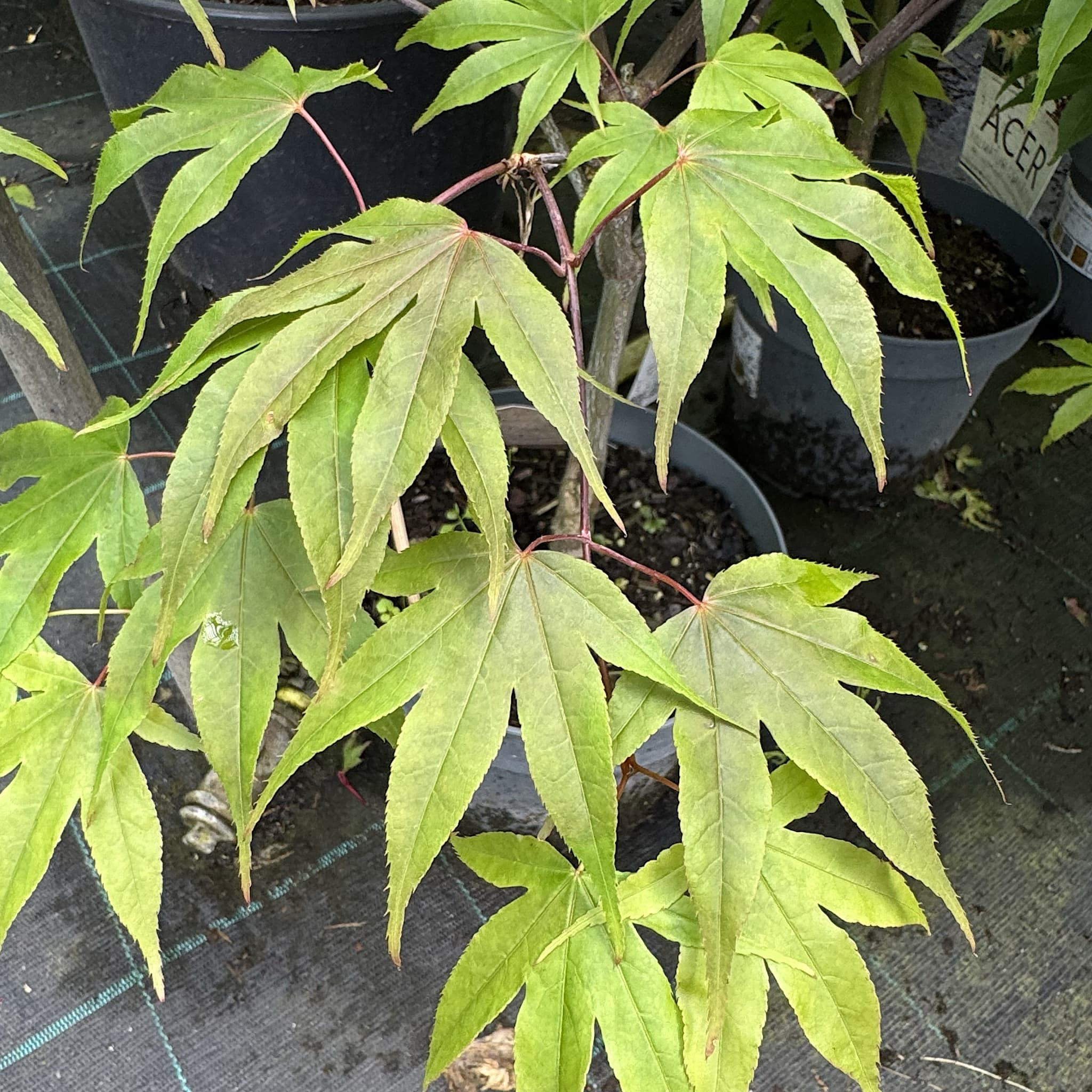 Acer palm. 'Osakazuki'