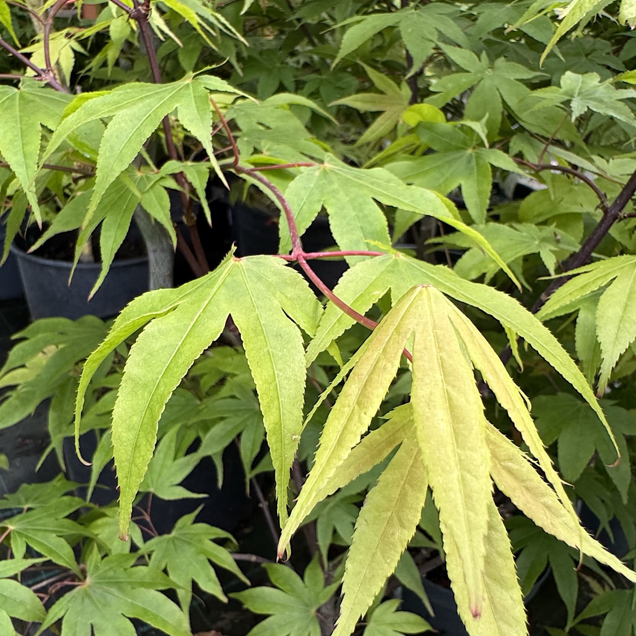 Acer palm. 'Osakazuki'