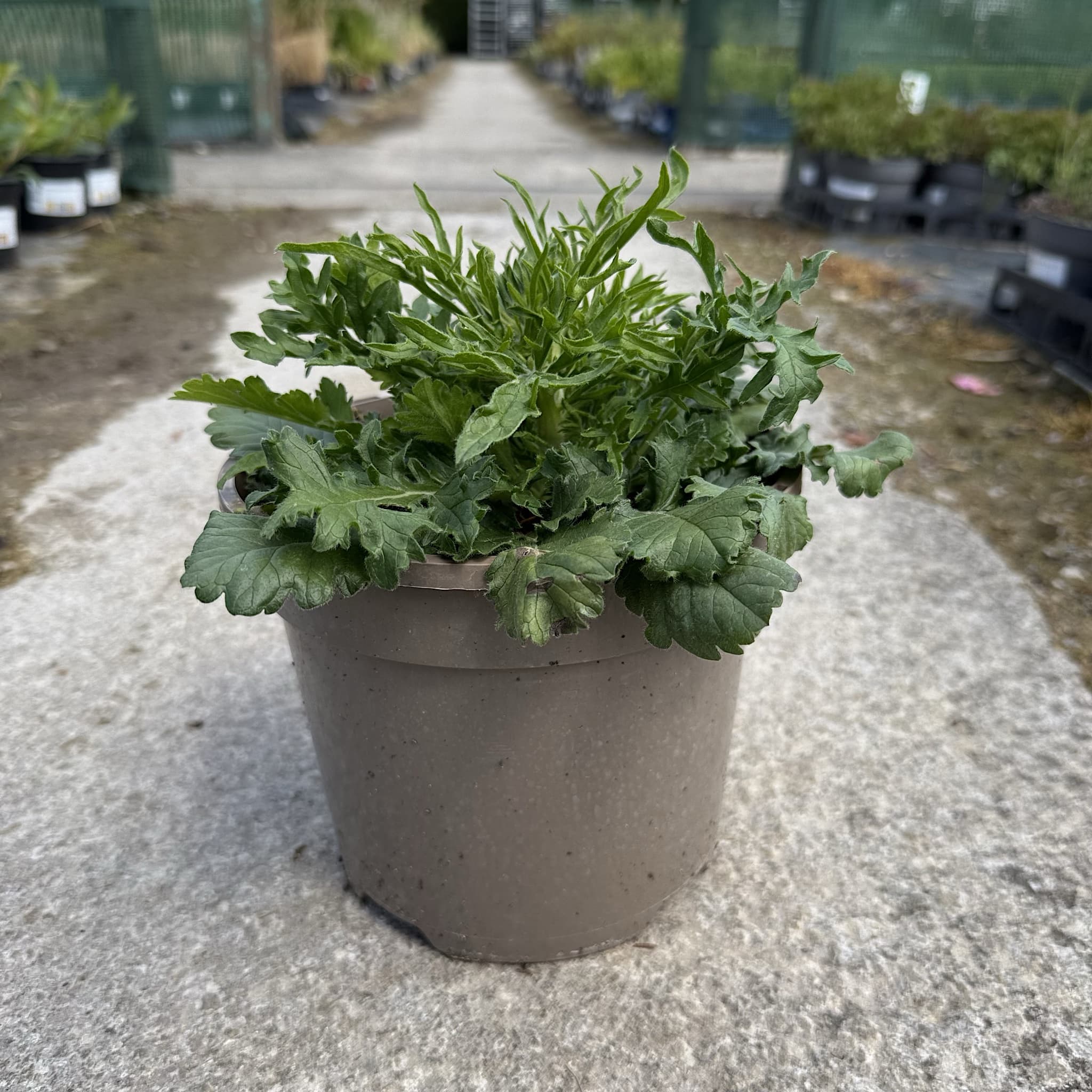 Scabiosa 'Mariposa Blue'