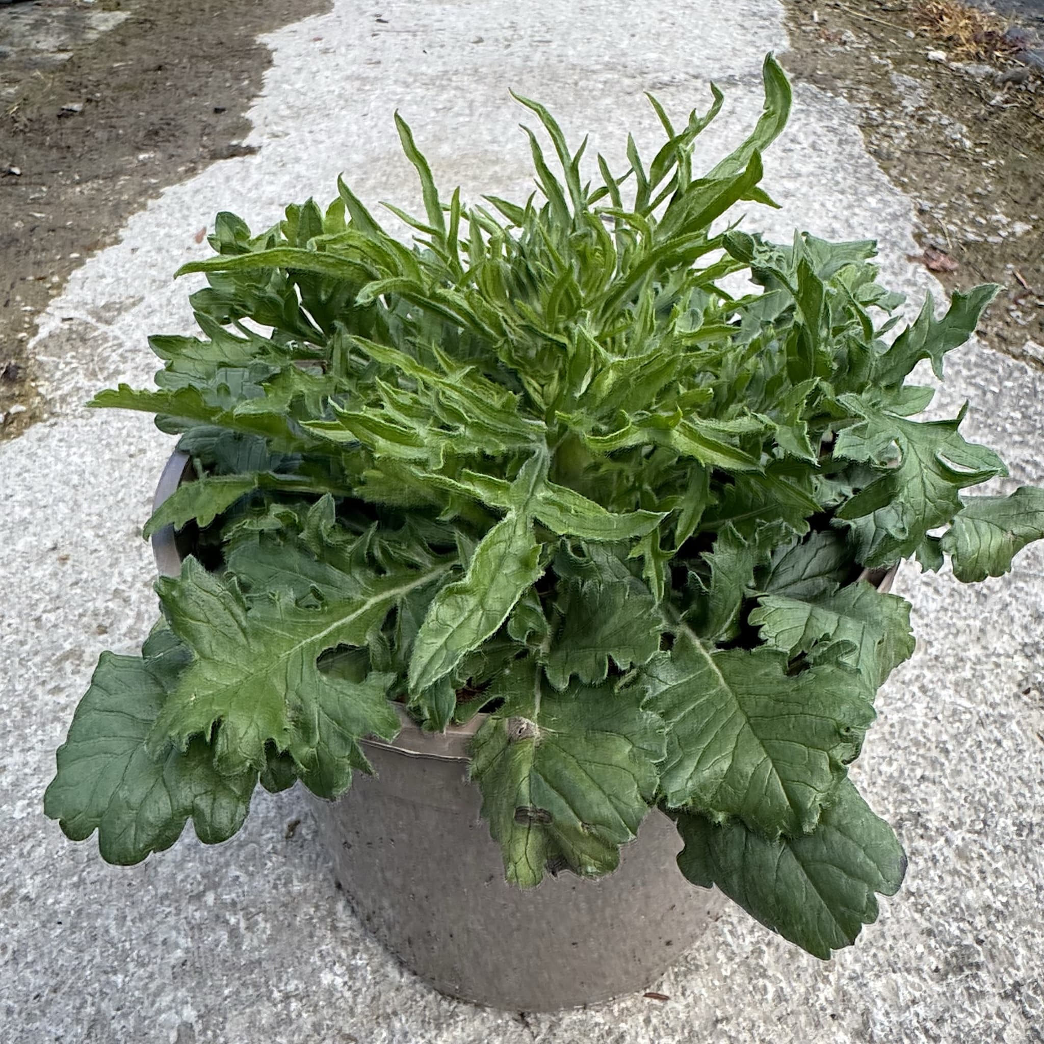 Scabiosa 'Mariposa Blue'