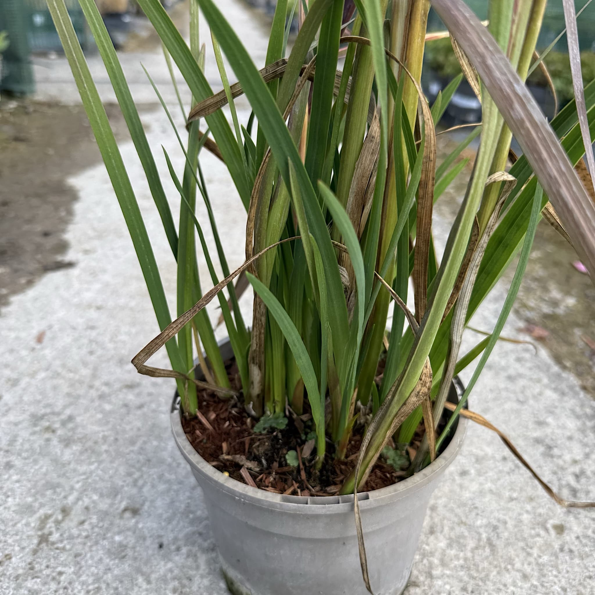 Schizostylis cocc. 'Major'