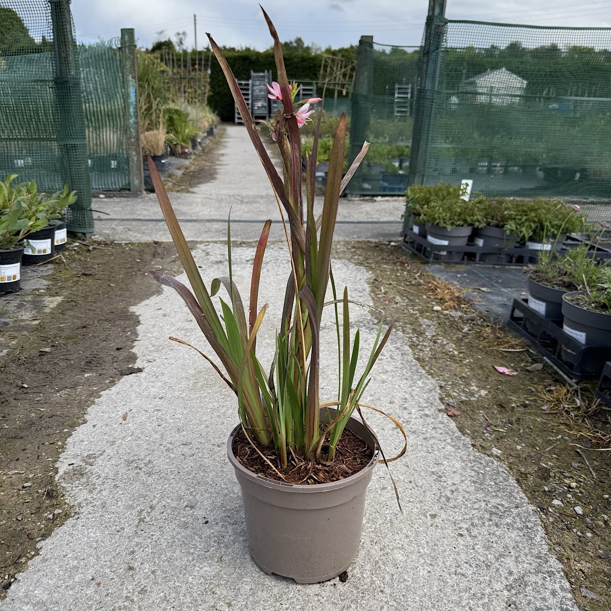 Schizostylis coccinea 'Mrs Hegarty'