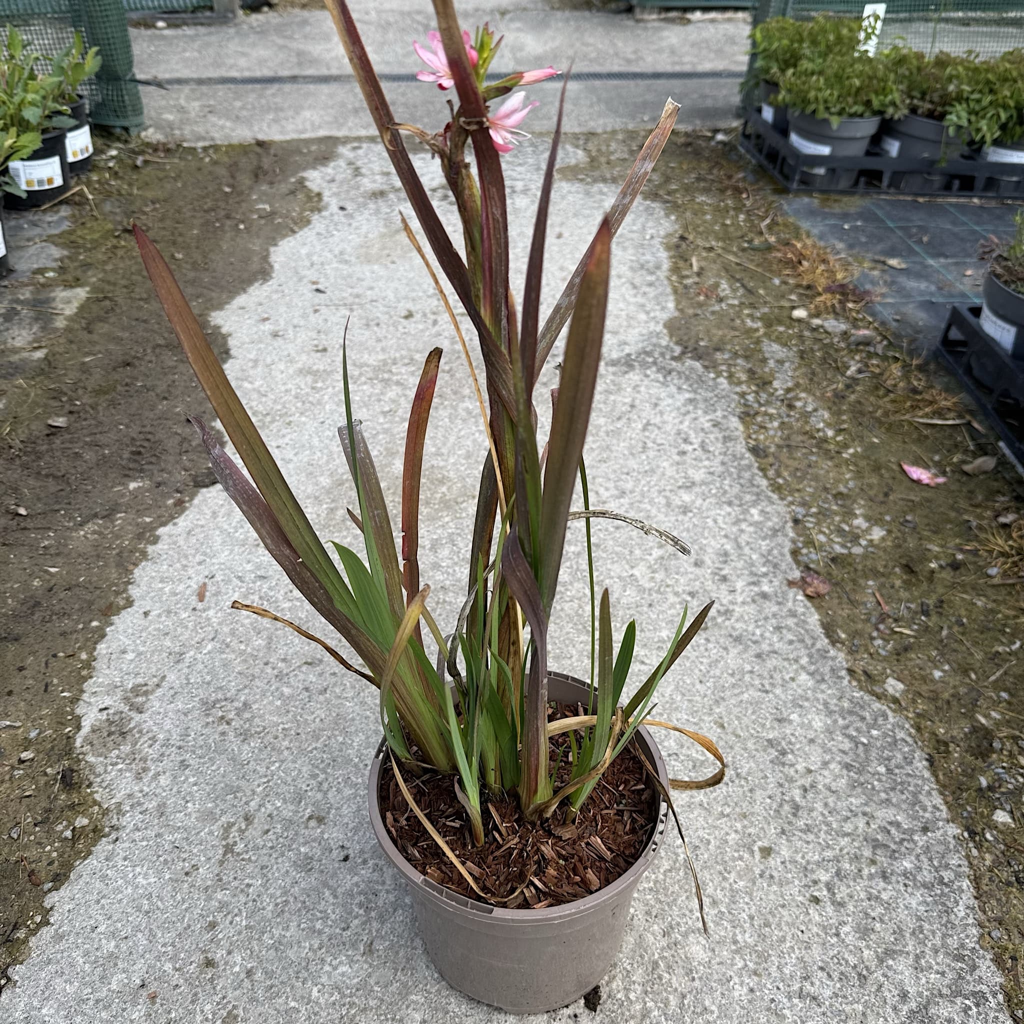 Schizostylis coccinea 'Mrs Hegarty'